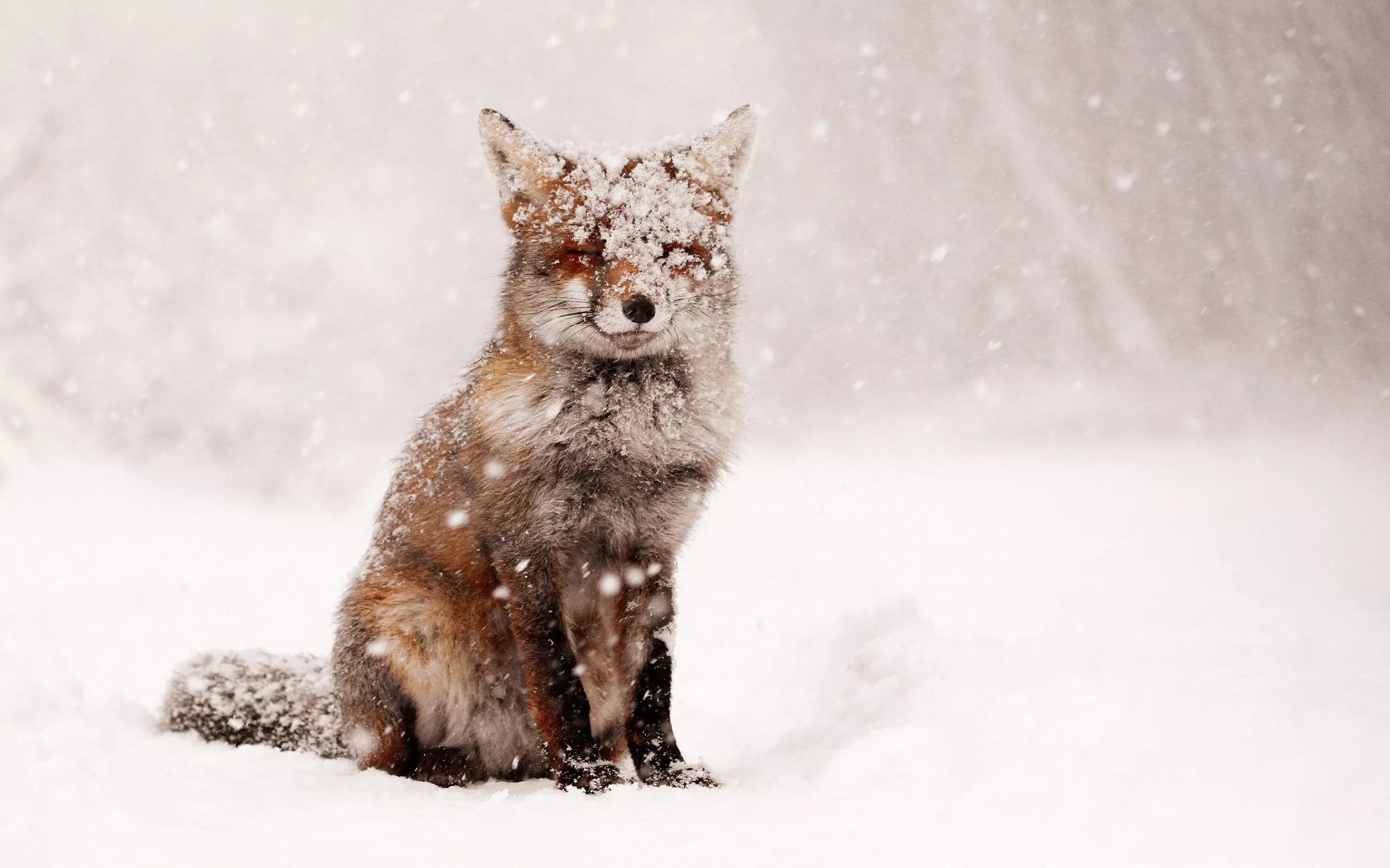 HD desktop wallpaper: Winter, Snow, Fox