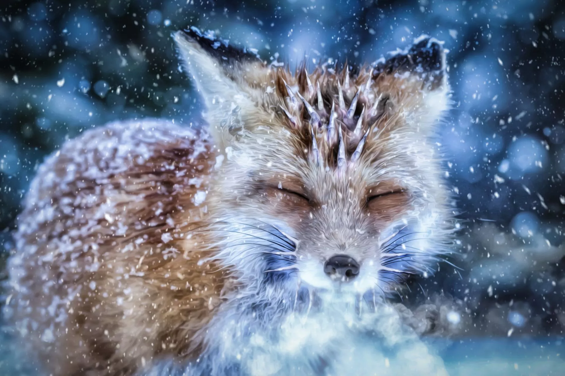 HD desktop wallpaper: Winter, Snow, Fox