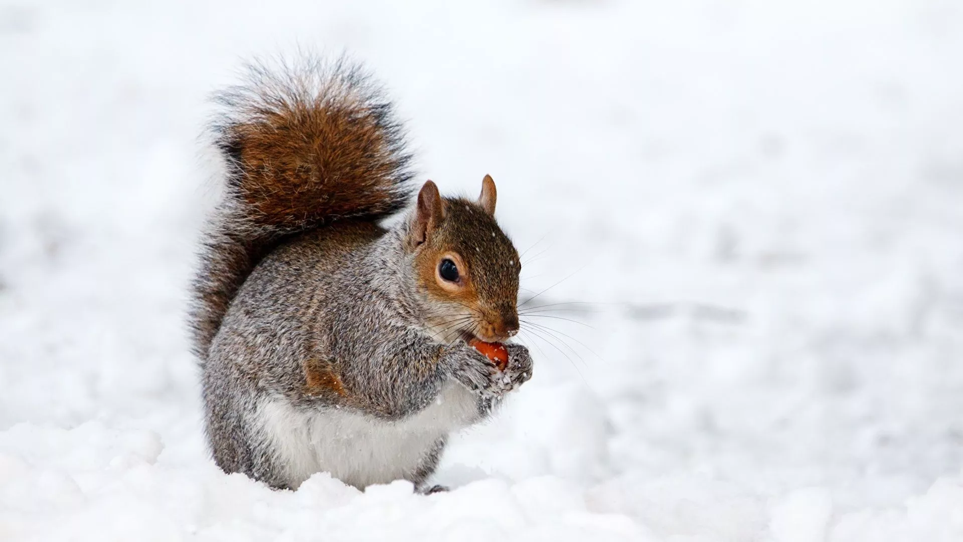 Desktop Wallpaper Squirrels Winter