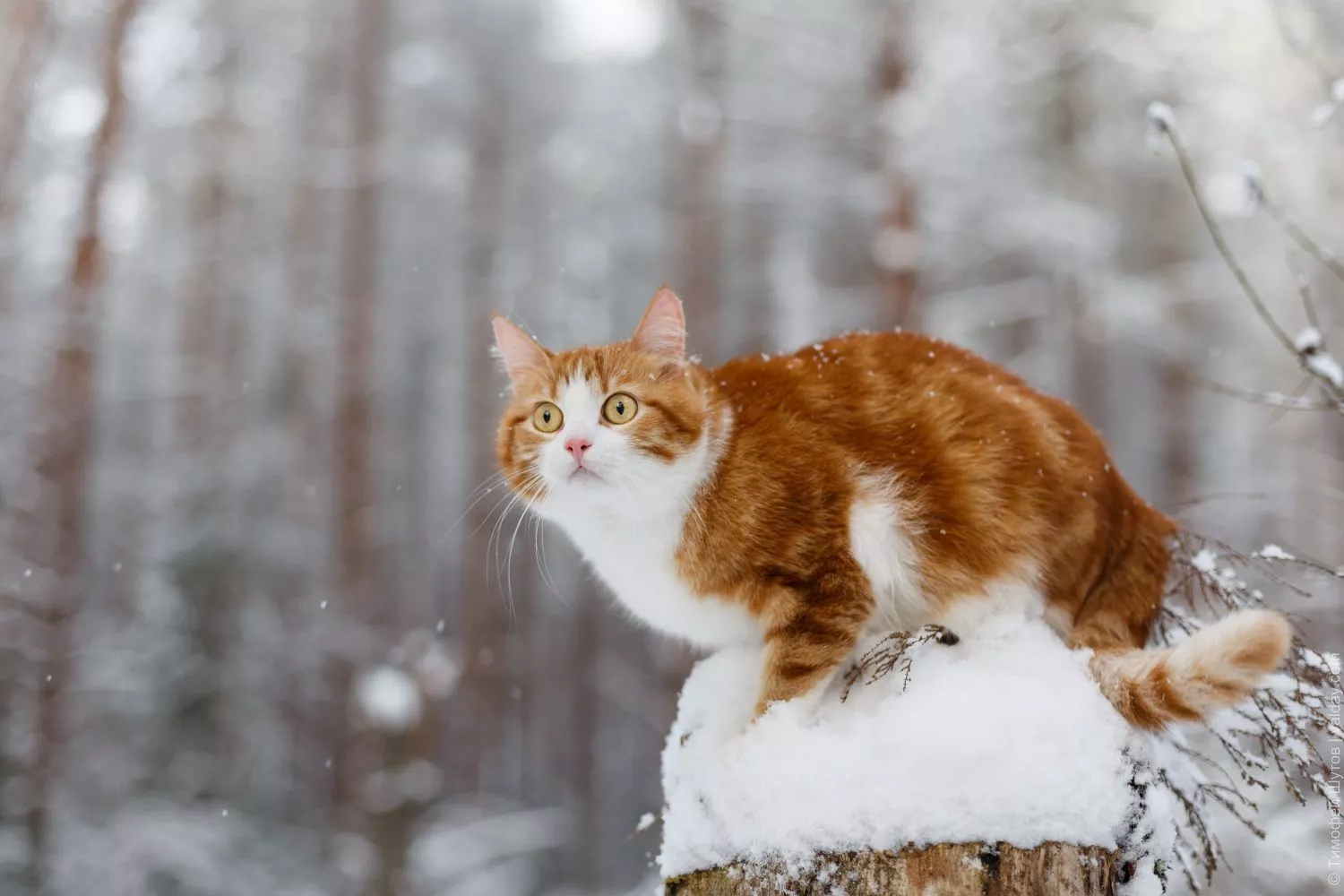 HD desktop wallpaper: Winter, Snow, Cat