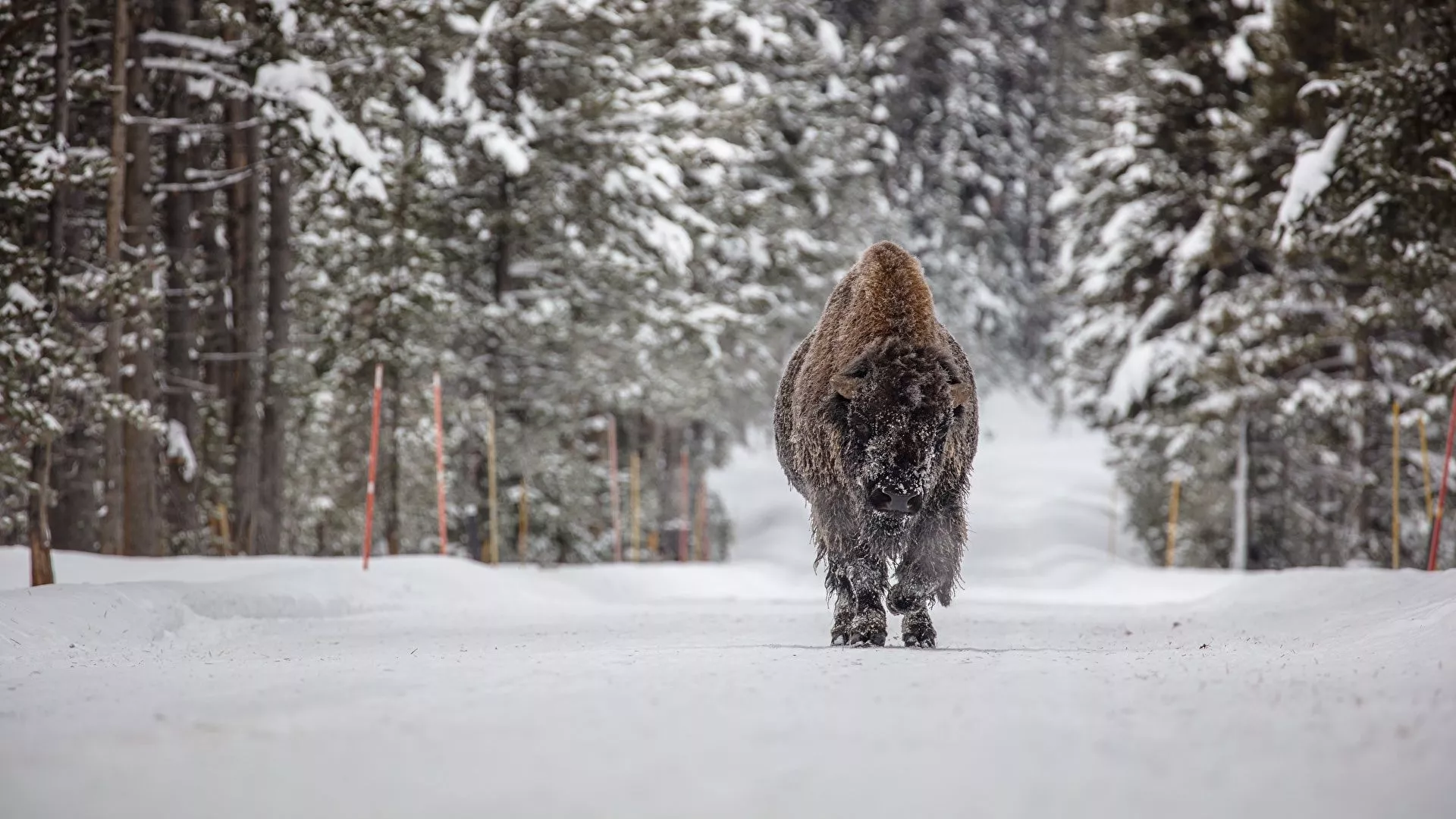American bison Winter Snow forest 1920x1080