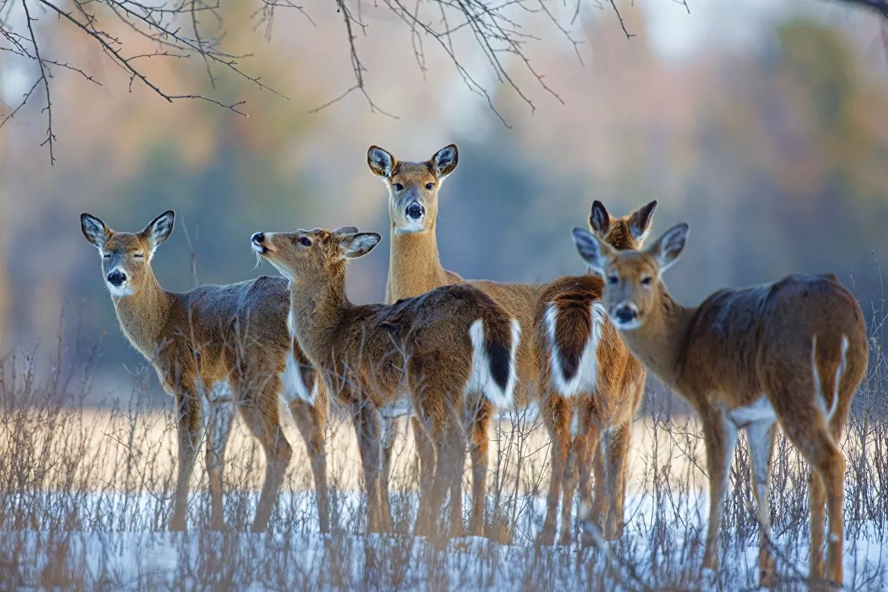 Desktop Wallpaper Deer Bokeh Winter