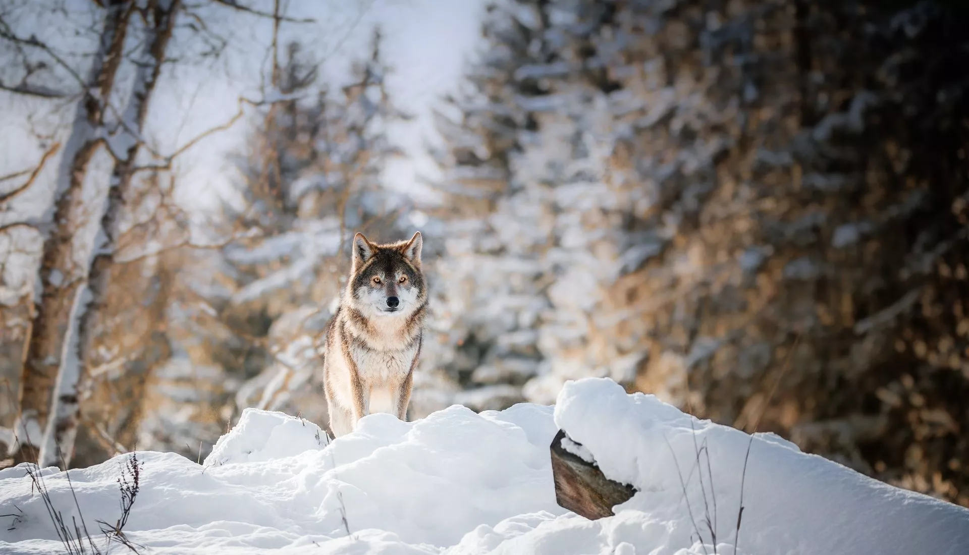 Winter, Snow, Wolf, Animal, Wolves