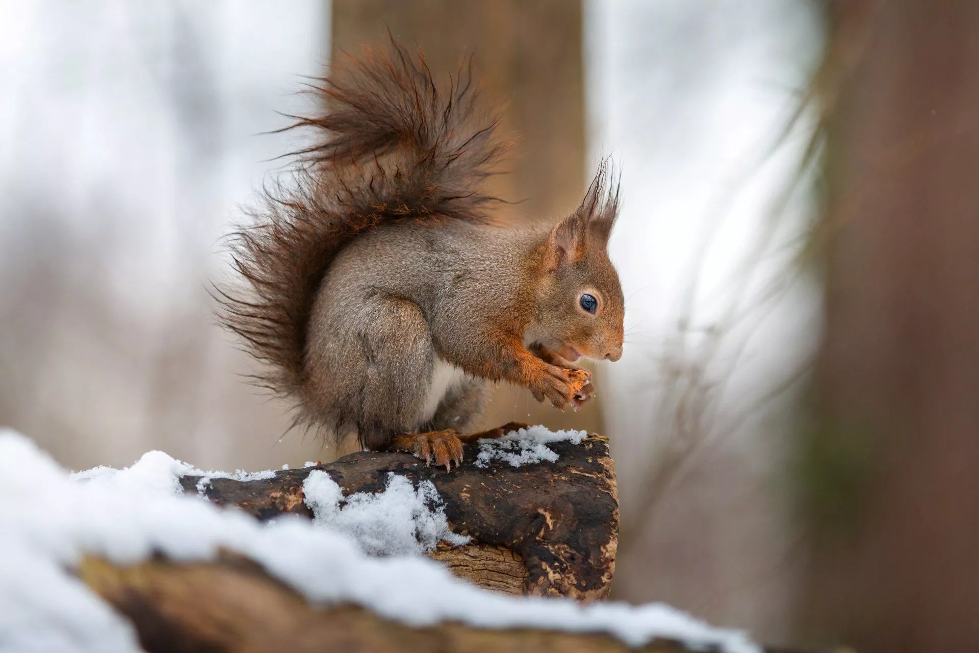 Snow Winter Animal Squirrel 4k