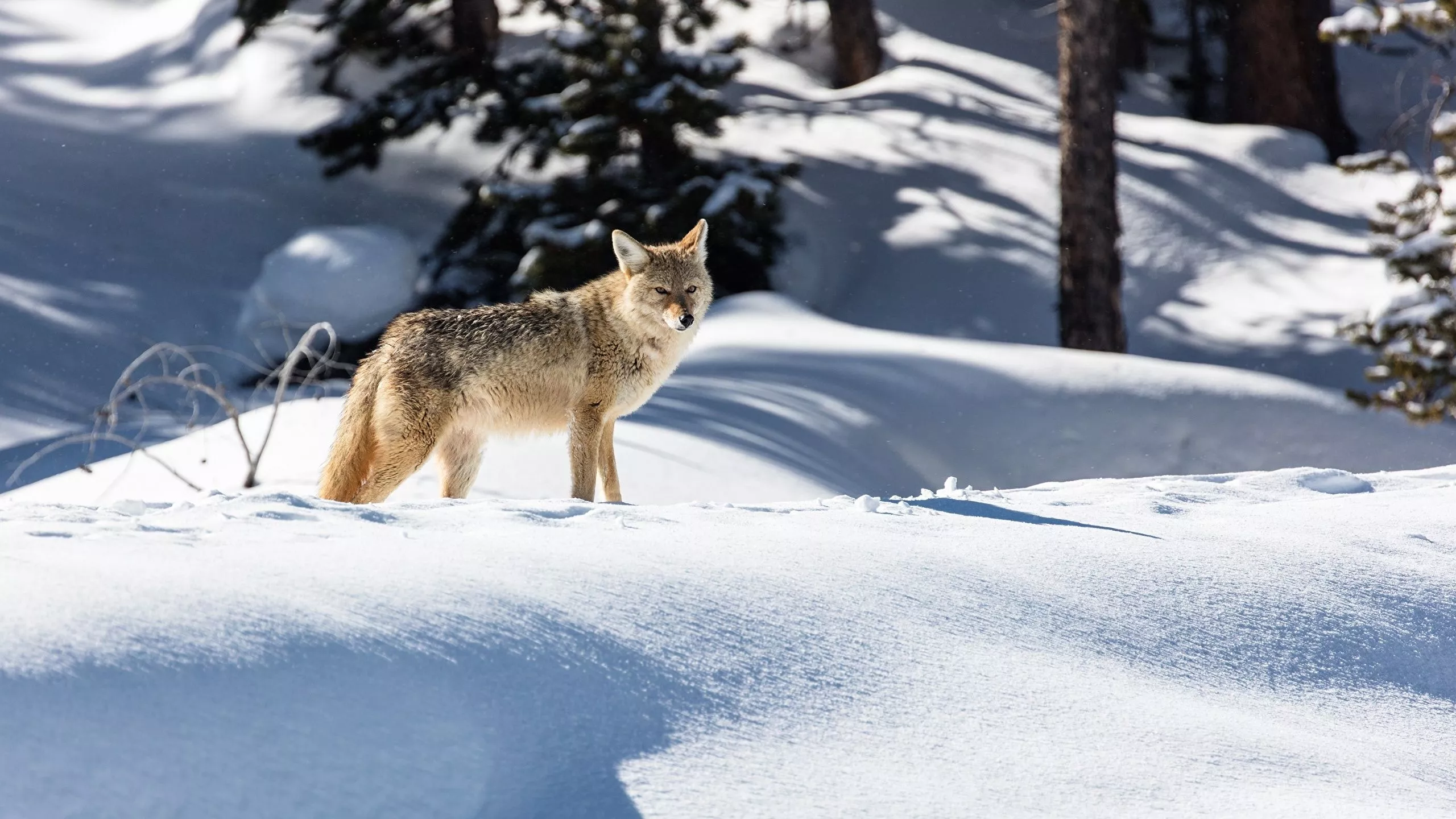 Desktop Wallpaper Coyote Winter Snow