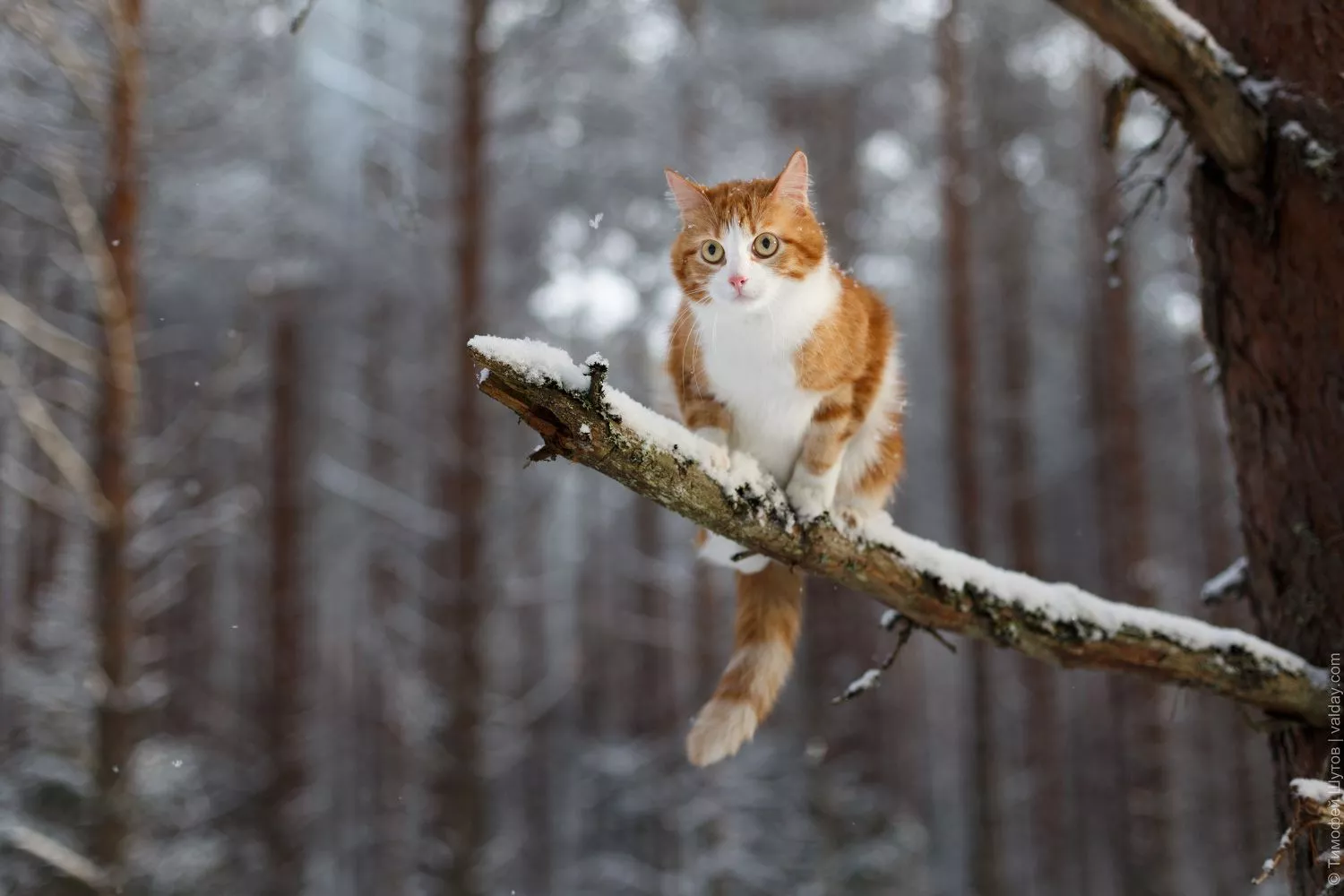 HD desktop wallpaper: Winter, Snow, Cat