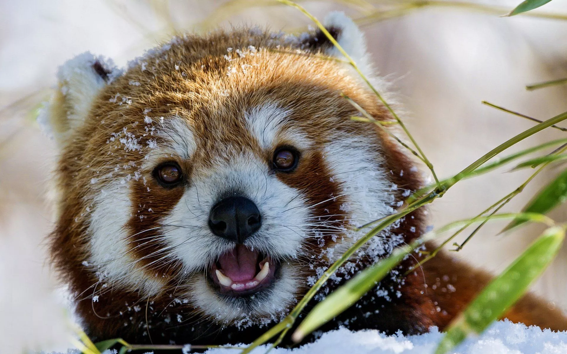 Animal Red Panda HD Wallpaper