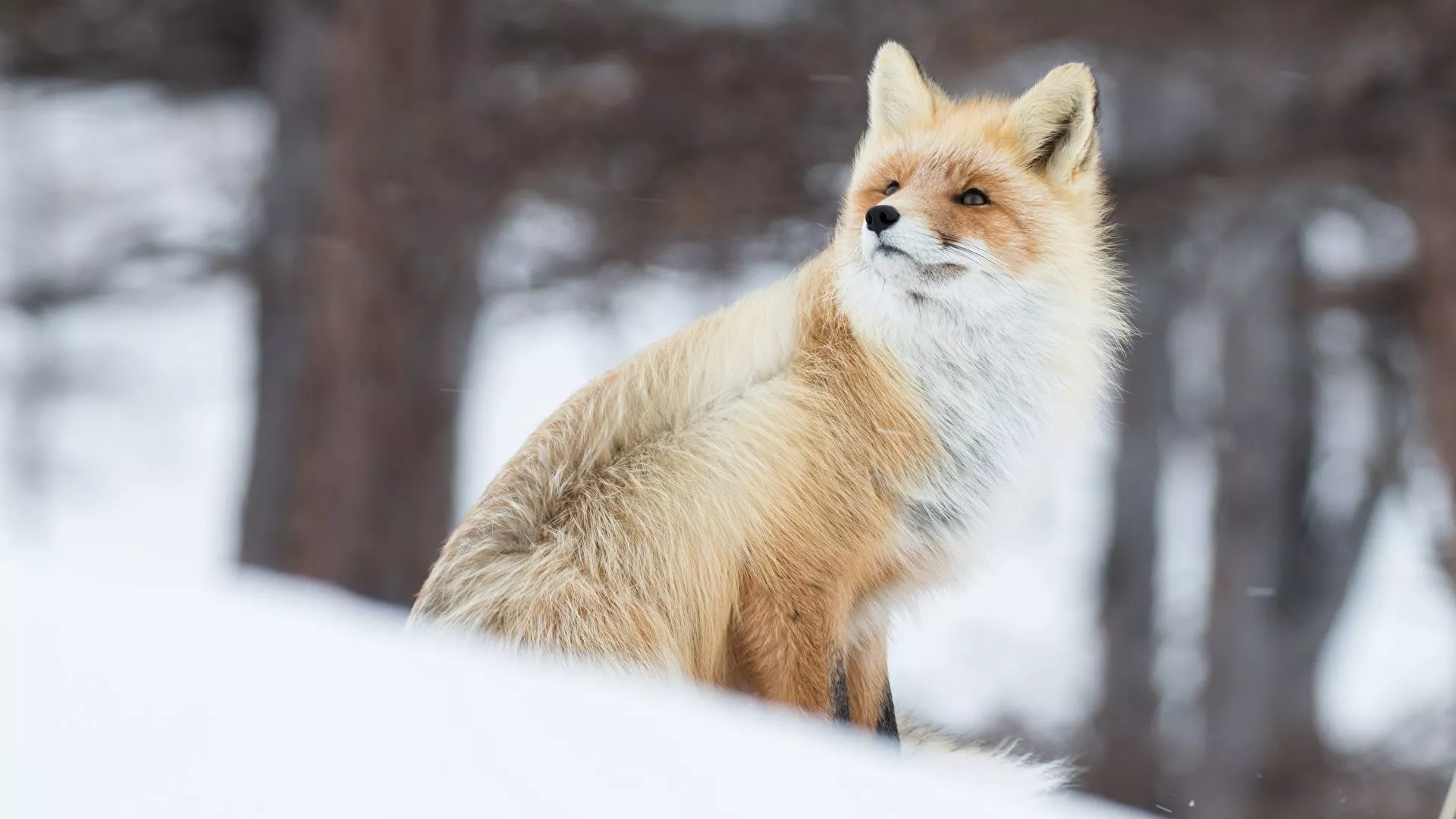 Photo Foxes Winter animal 1920x1080