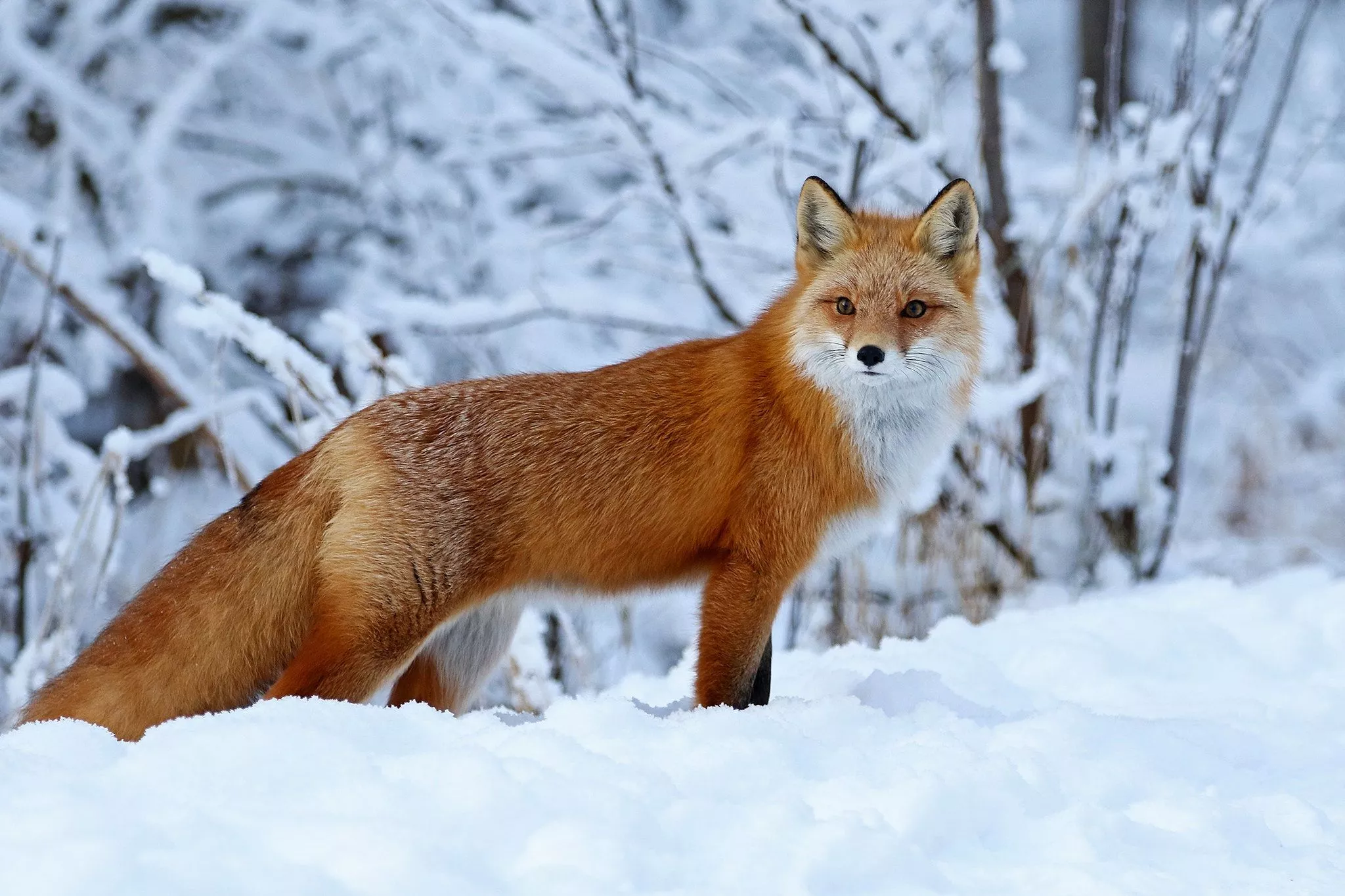 HD desktop wallpaper: Winter, Snow, Fox