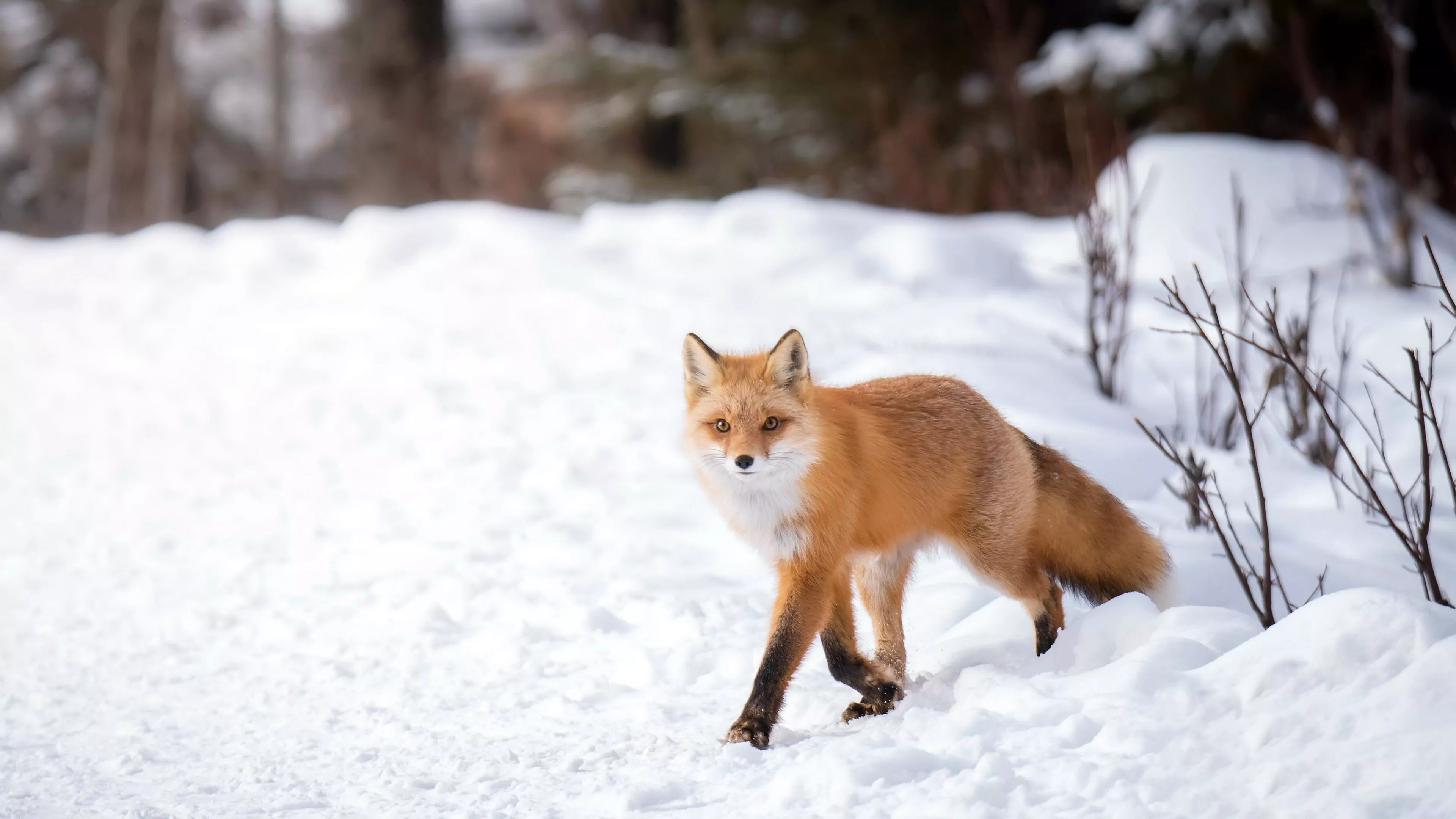 HD desktop wallpaper: Winter, Snow, Fox