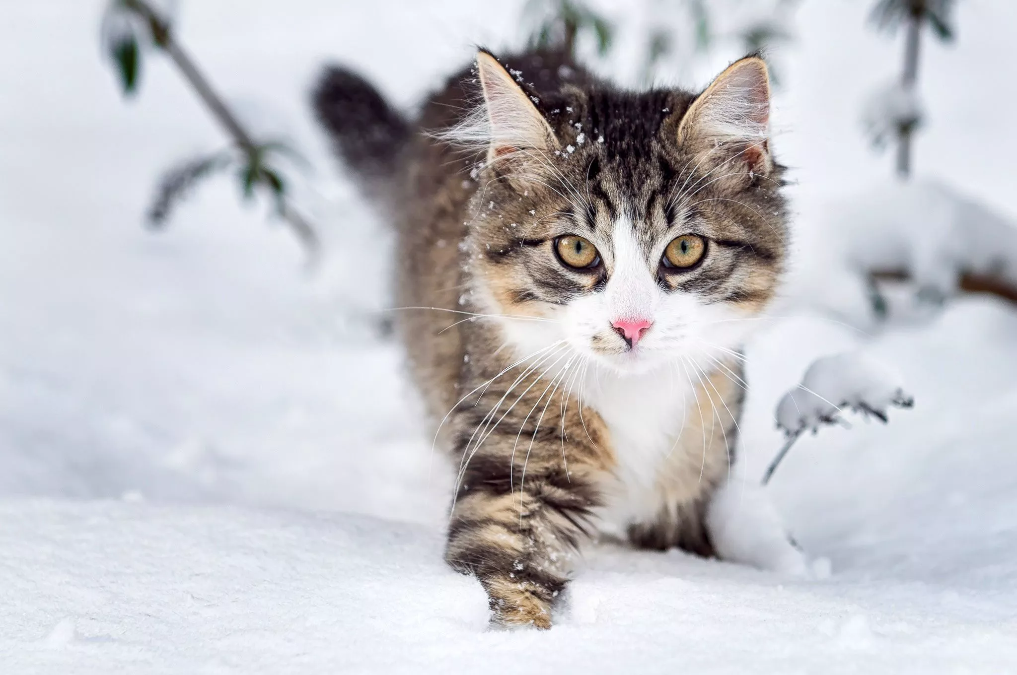 Snow, Cat, Fluffy, Animal, Whiskers
