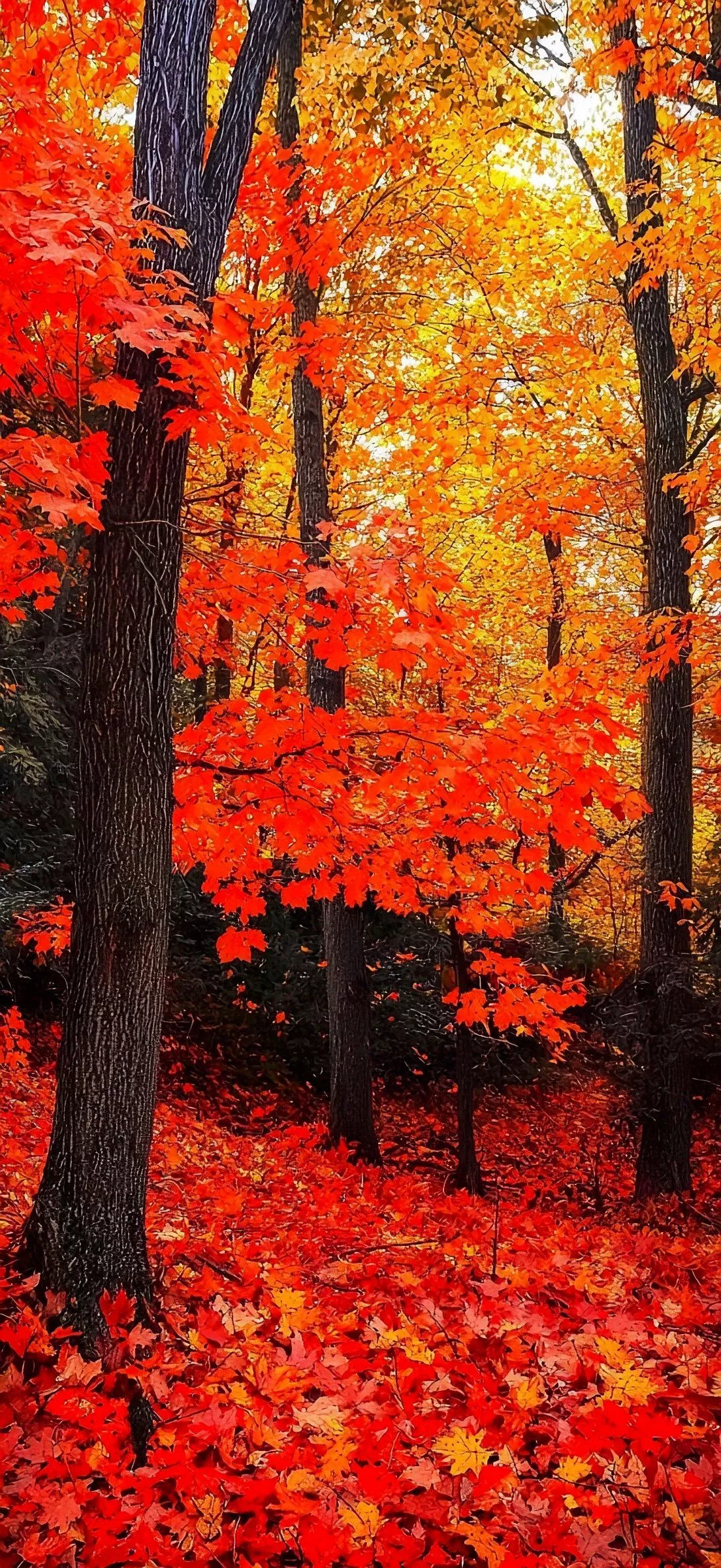 iPhone Forest Autumn Wallpapers - Wallpaper Cave