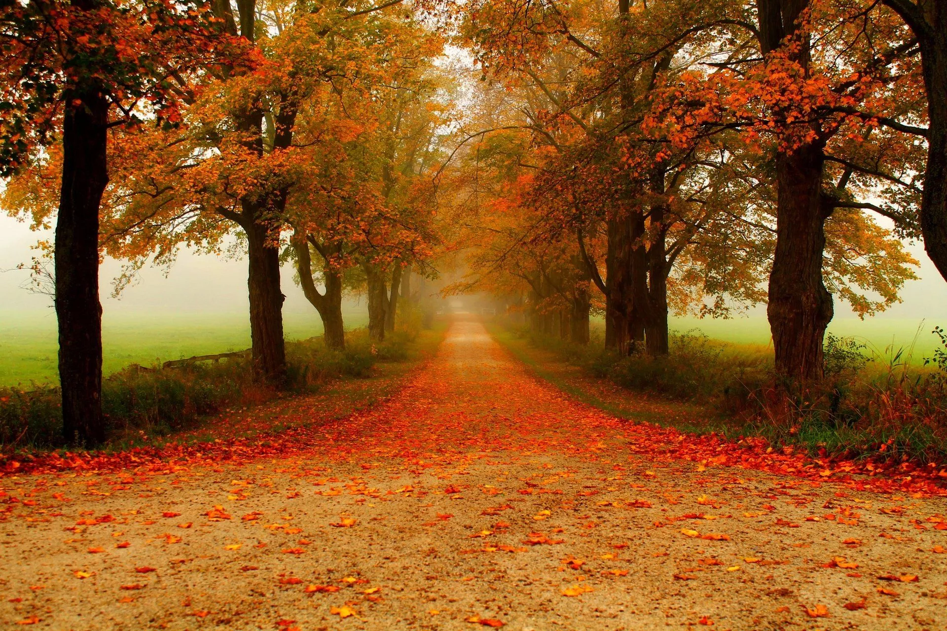 Foggy Fall Pathway Ultra HD Wallpaper