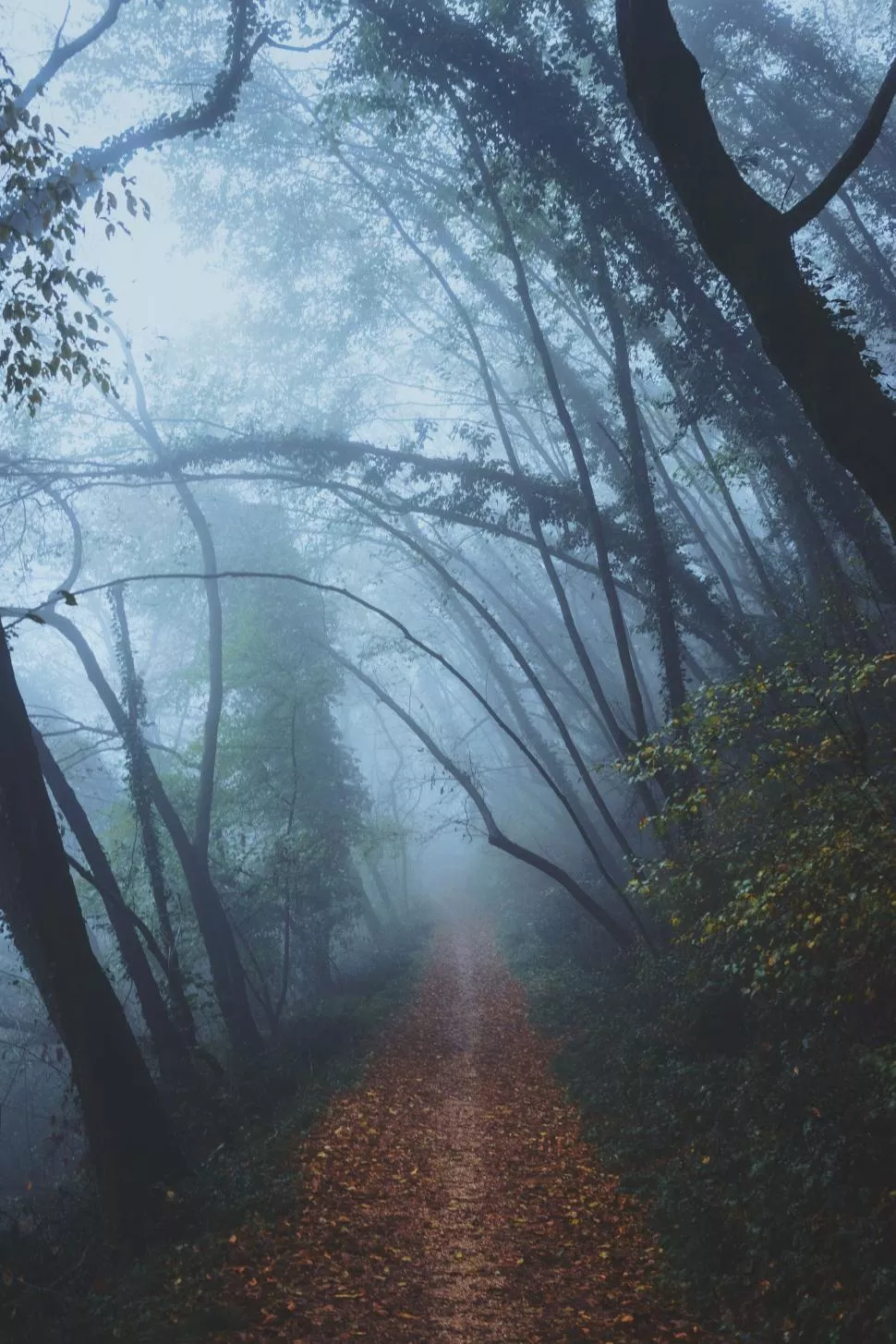Path Leading Through Foggy Forest