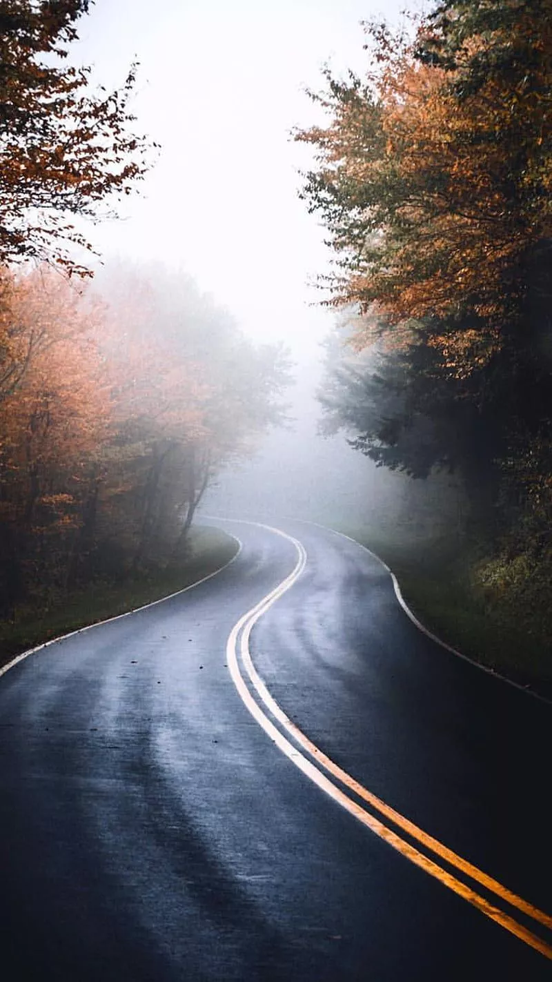 HD foggy fall road wallpaper