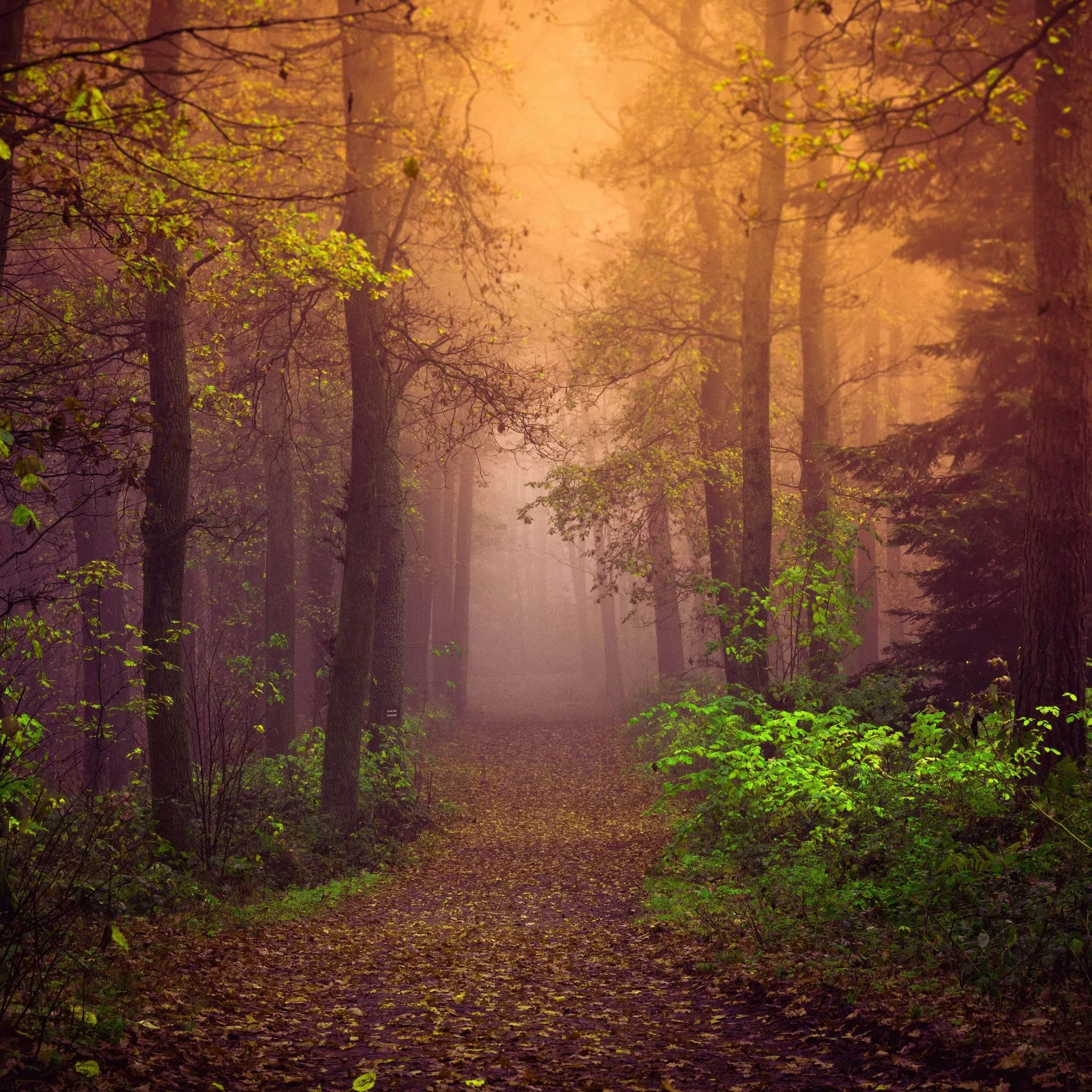 Autumn Wallpaper 4K, Mist, Forest, Path