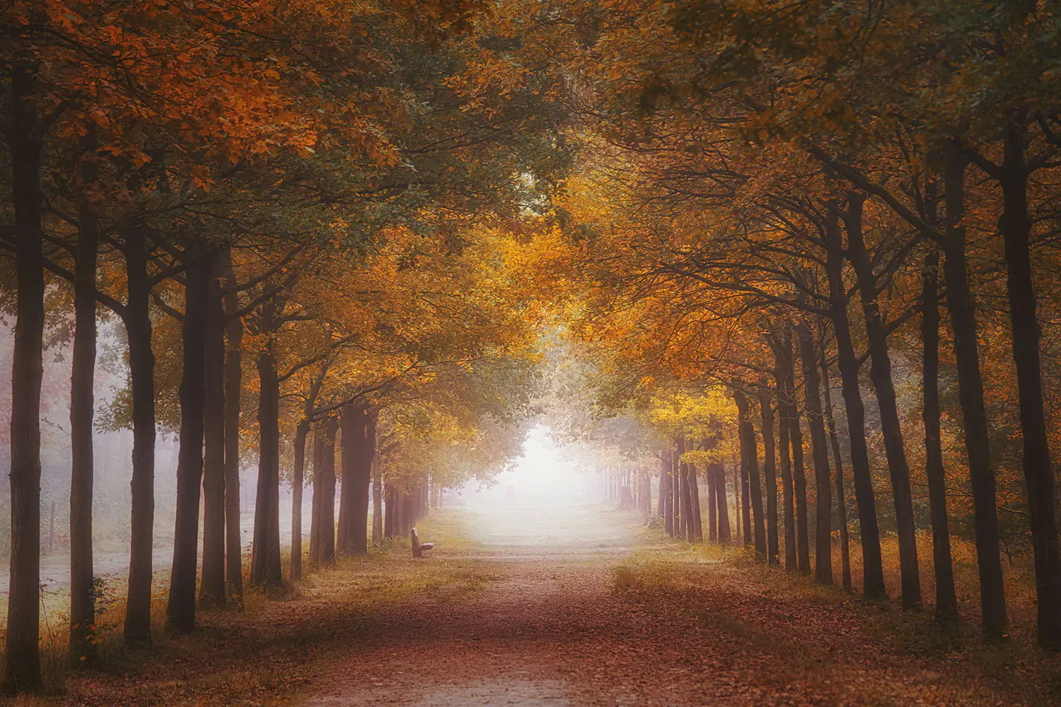 Wall Mural Photo Wallpaper Foggy Autumn