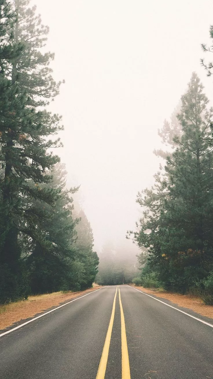 Foggy Autumn Pine Road iPhone 6 Plus HD