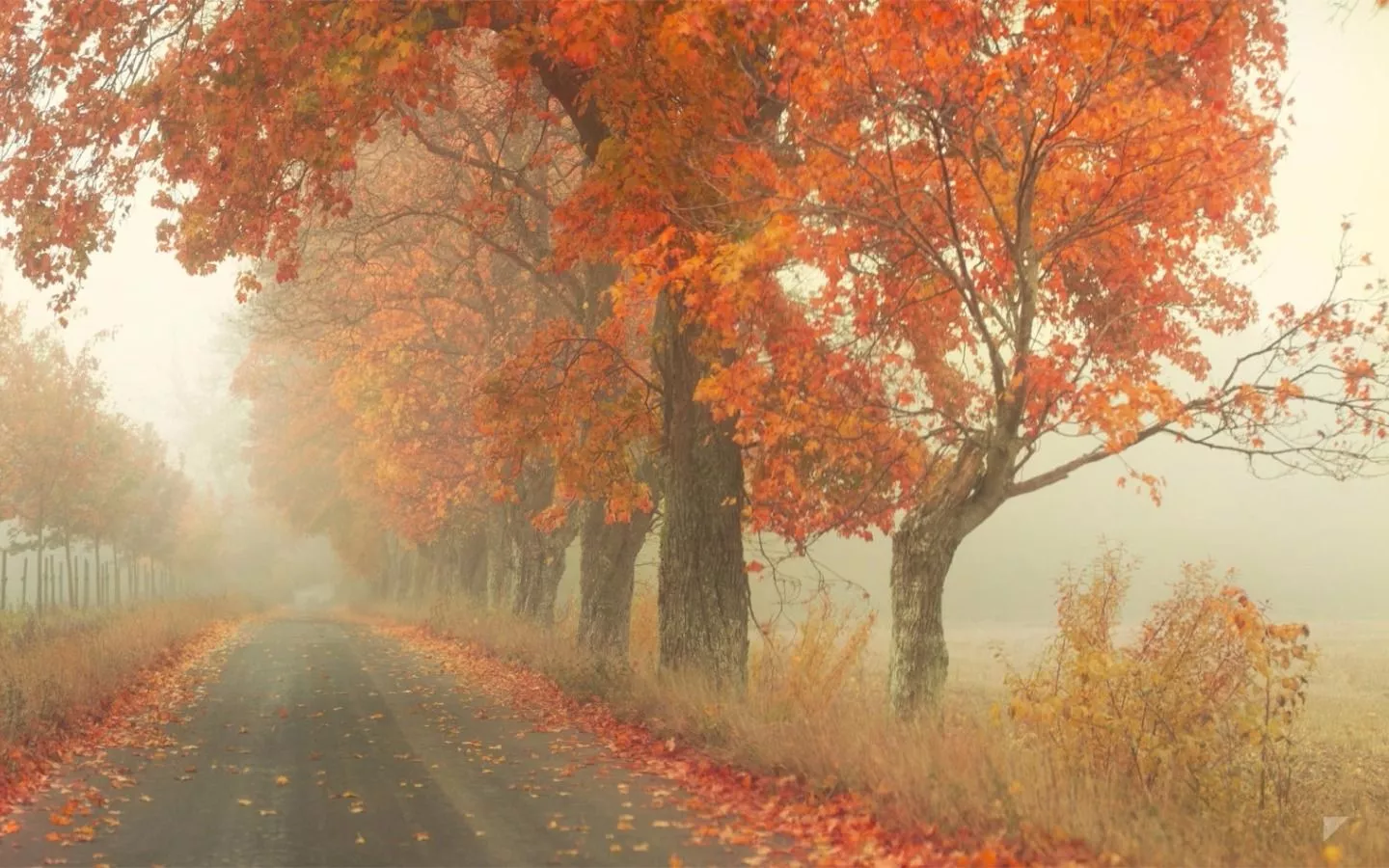 Foggy Fall Road Amidst Vibrant Trees