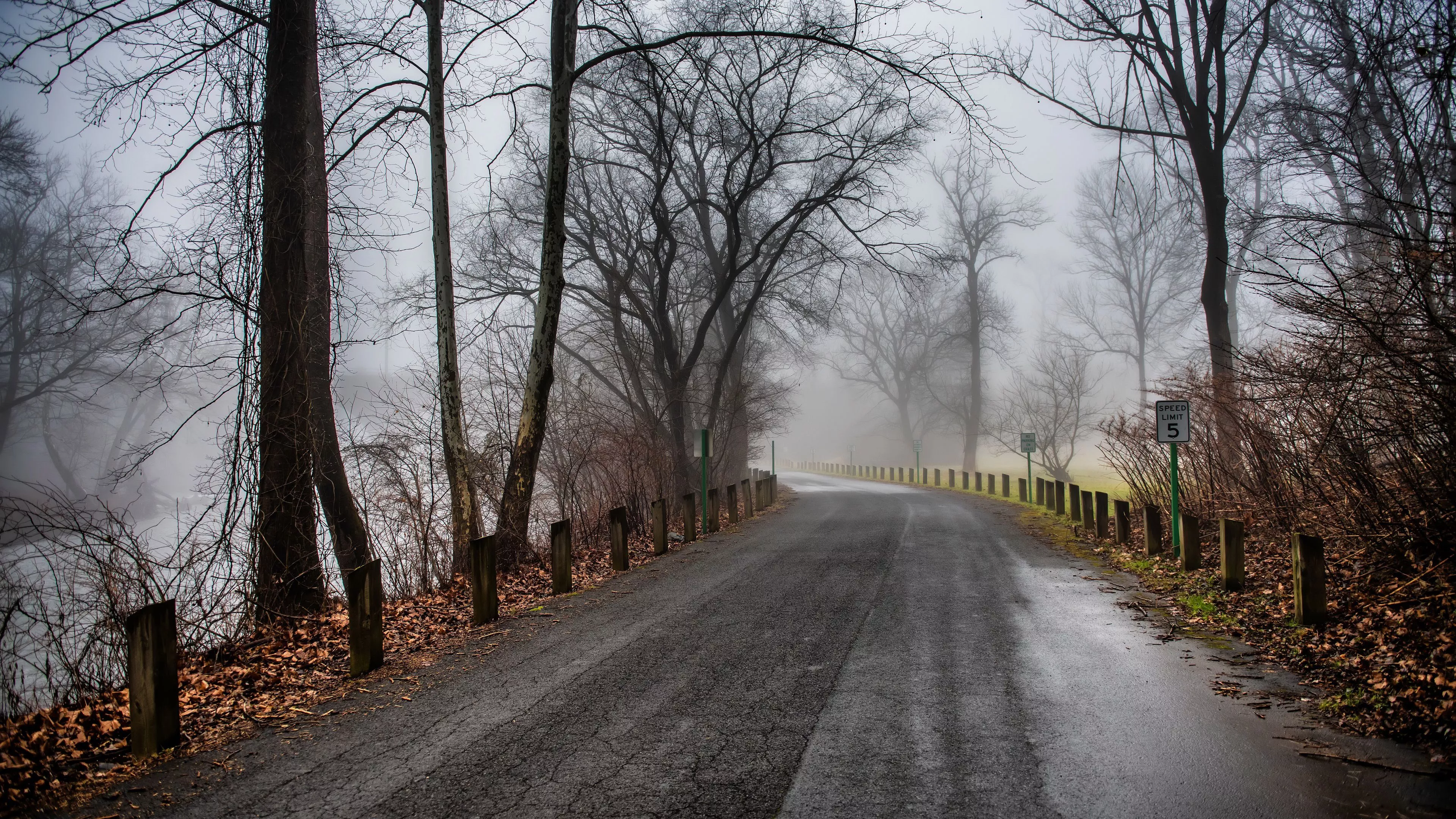 Road And Trees Covered With Fog During