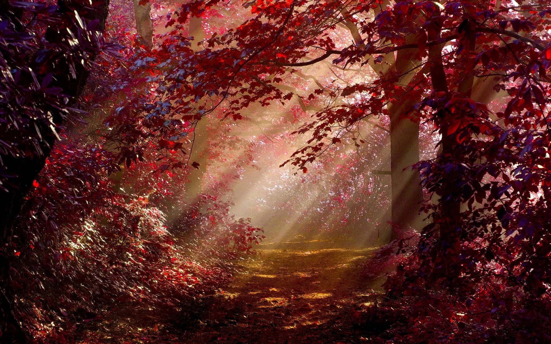 Enchanted Foggy Path: HD Wallpaper
