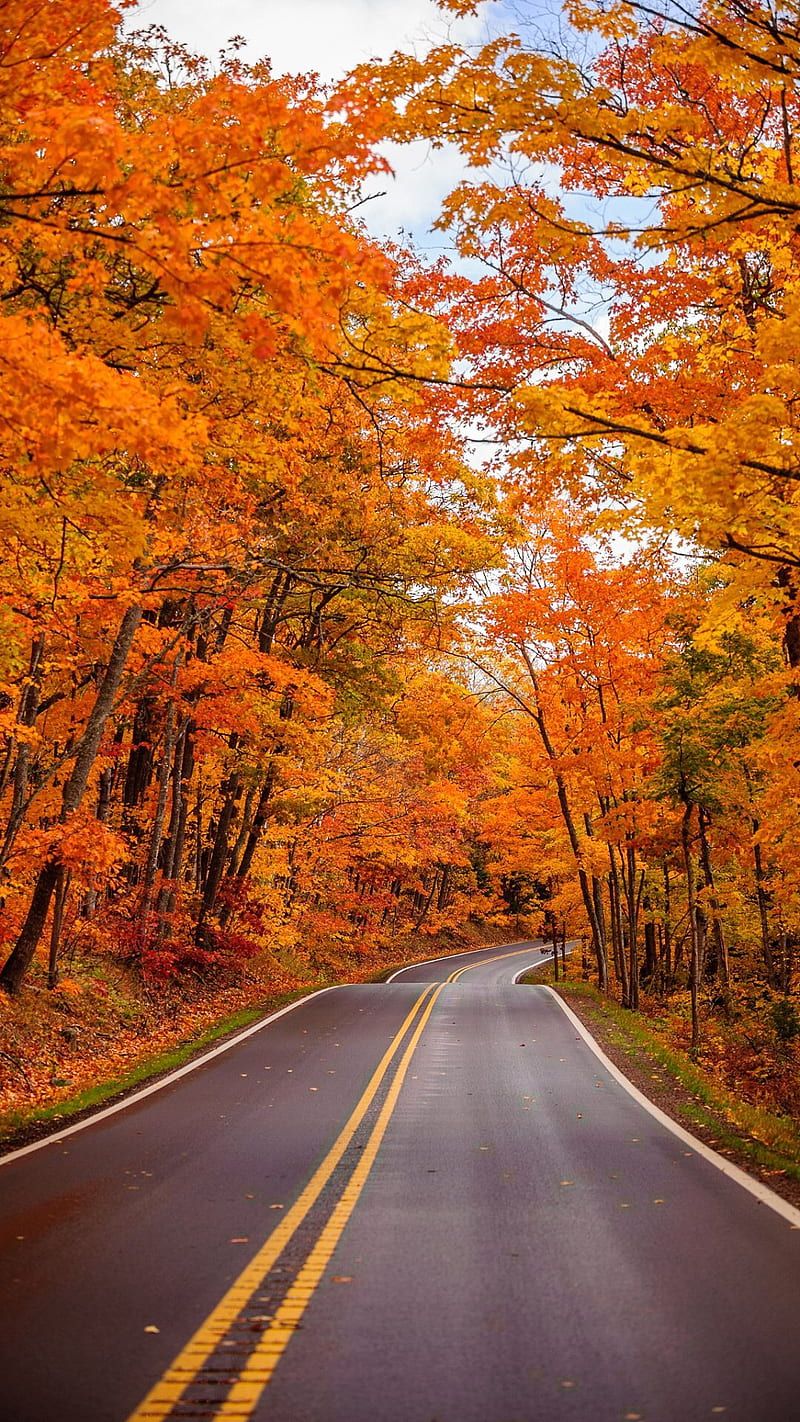 Autumn, fall, road, HD phone wallpaper