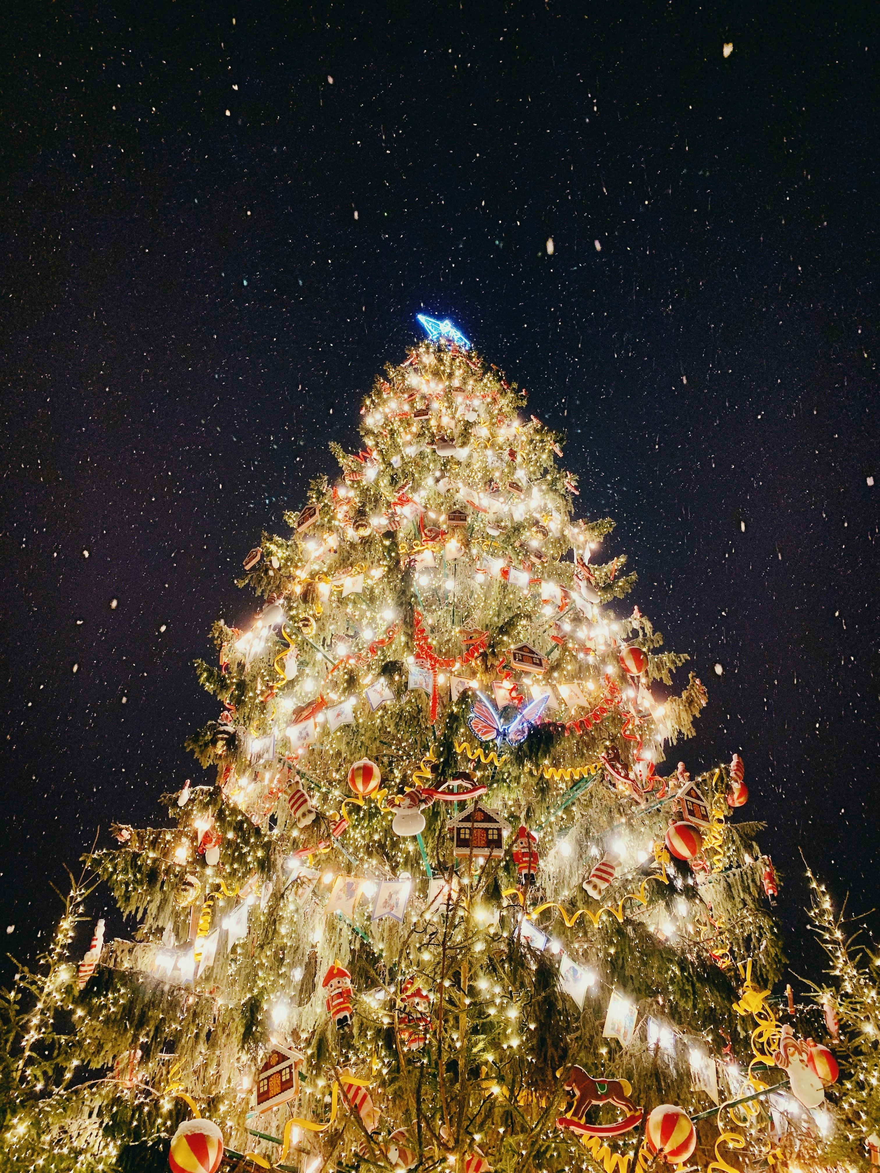 A Tall Christmas Tree Under a Starry