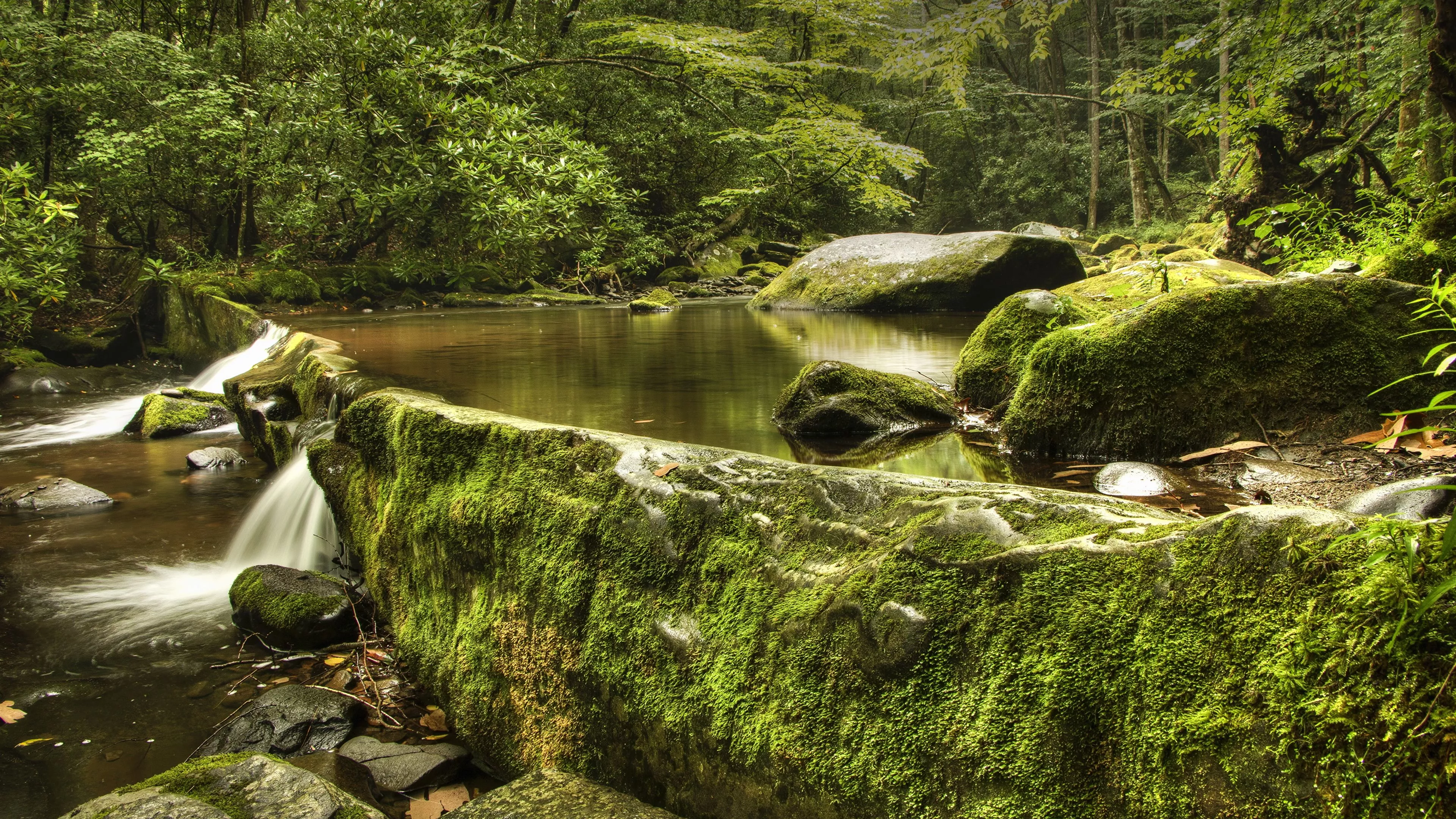 USA Great Smoky Mountains National Park