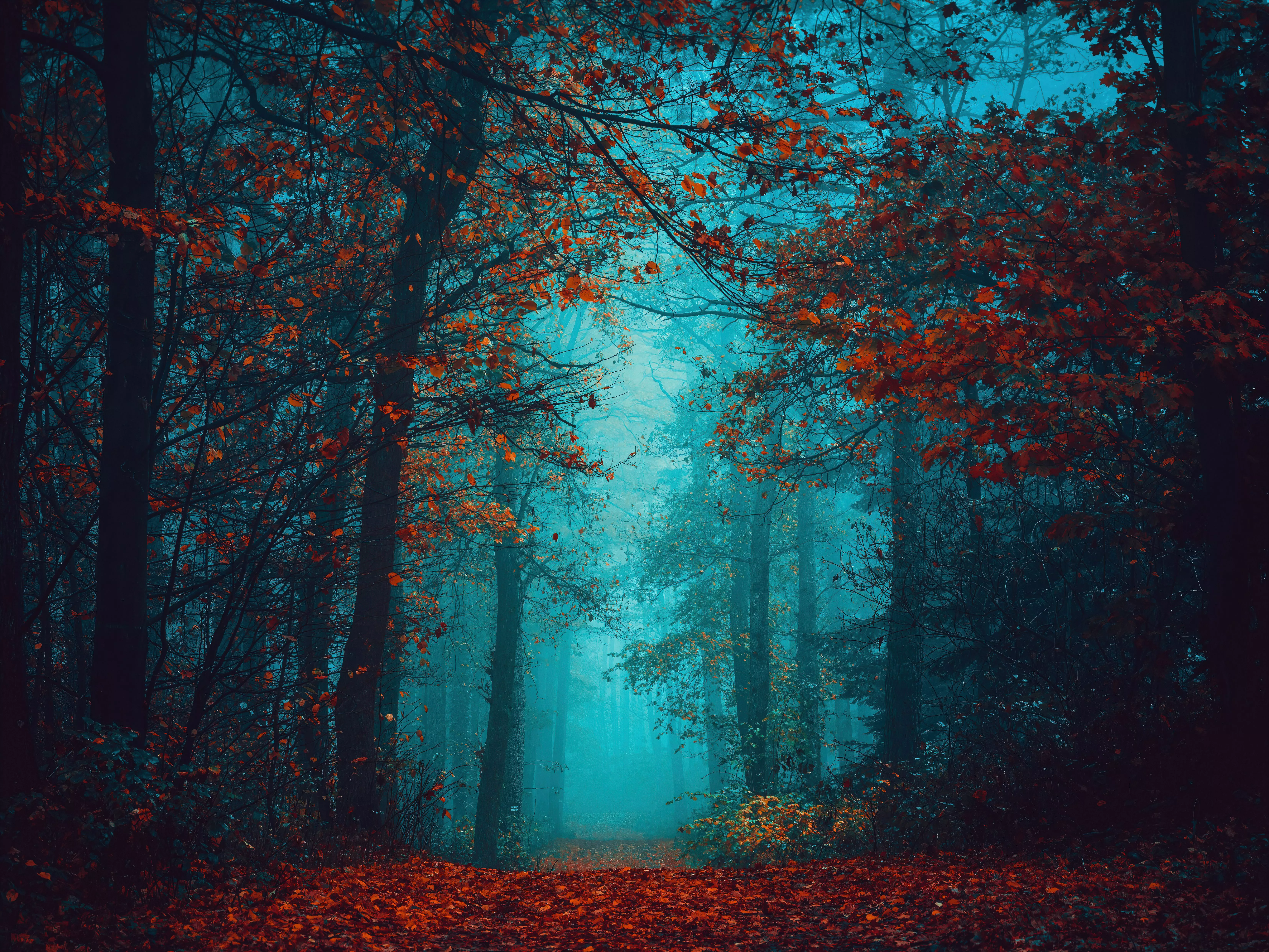 Foggy night Wallpaper 4K, Autumn Forest