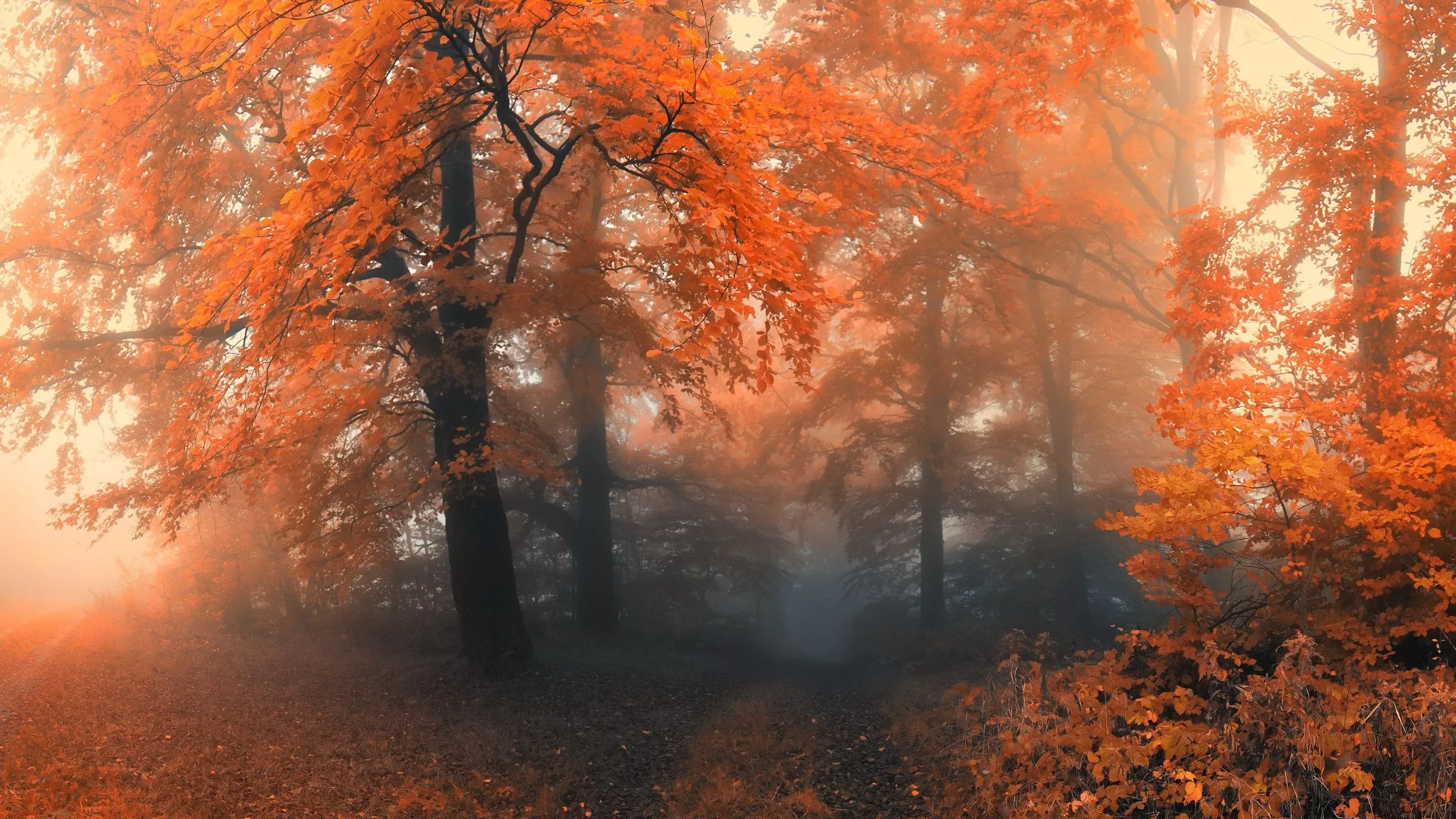 Wallpaper autumn, forest, fog for mobile and desktop, section природа, resolution 2560x1440
