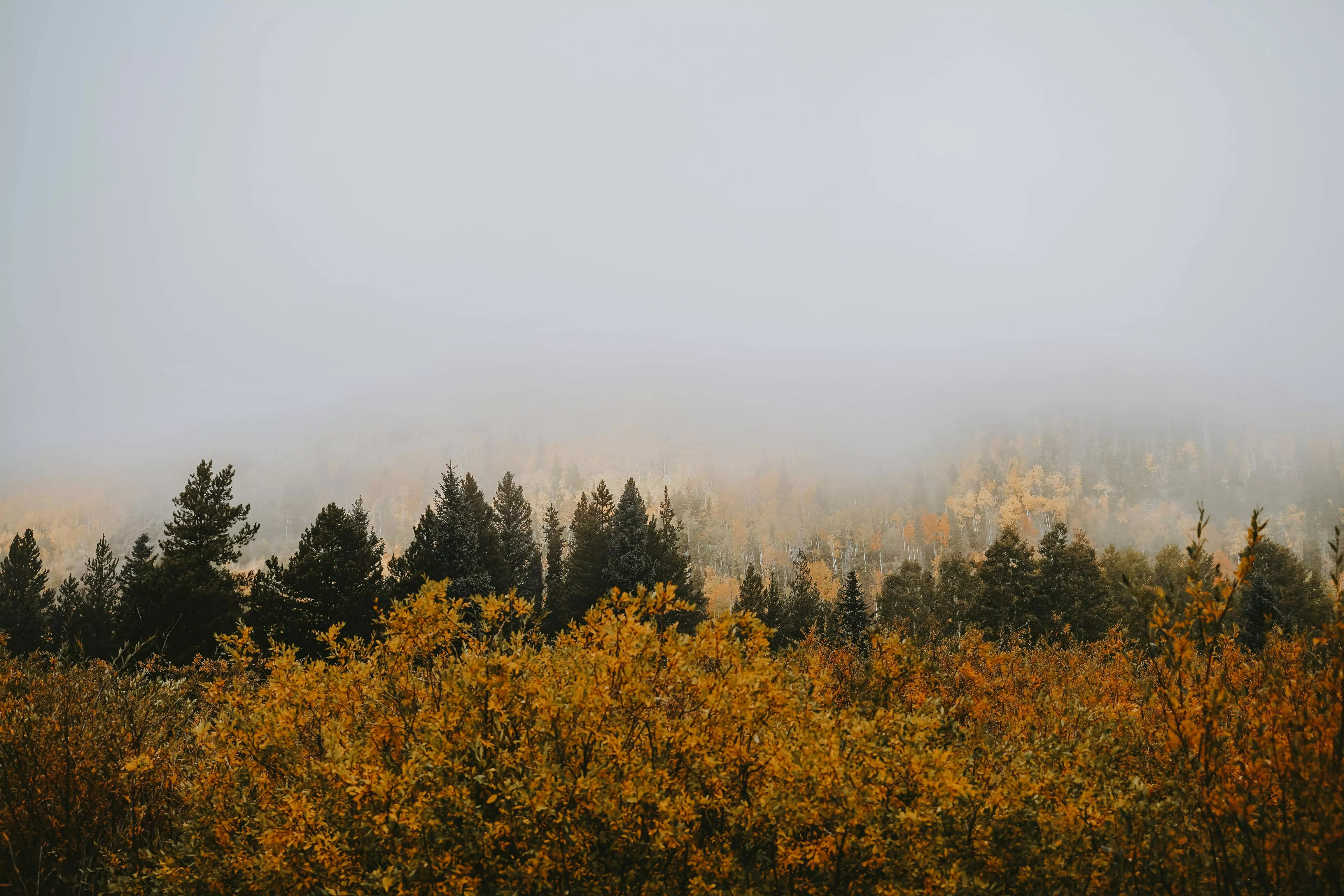 Forest in Autumn · Free