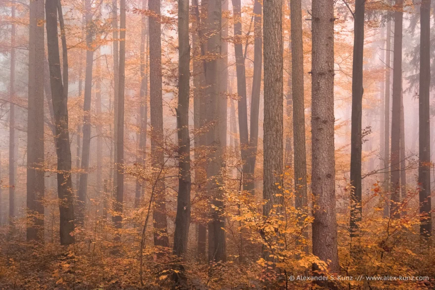 Foggy Autumn Morning