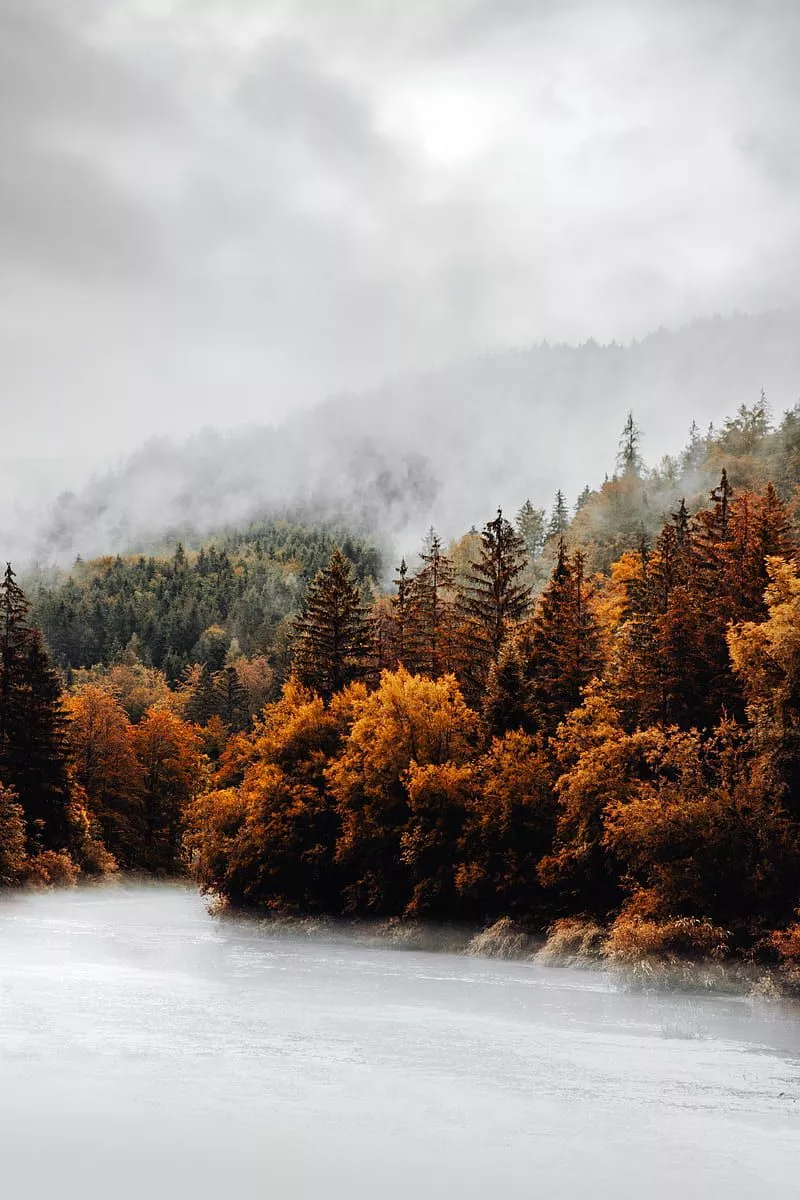 Forest, trees, fog, clouds, autumn, HD