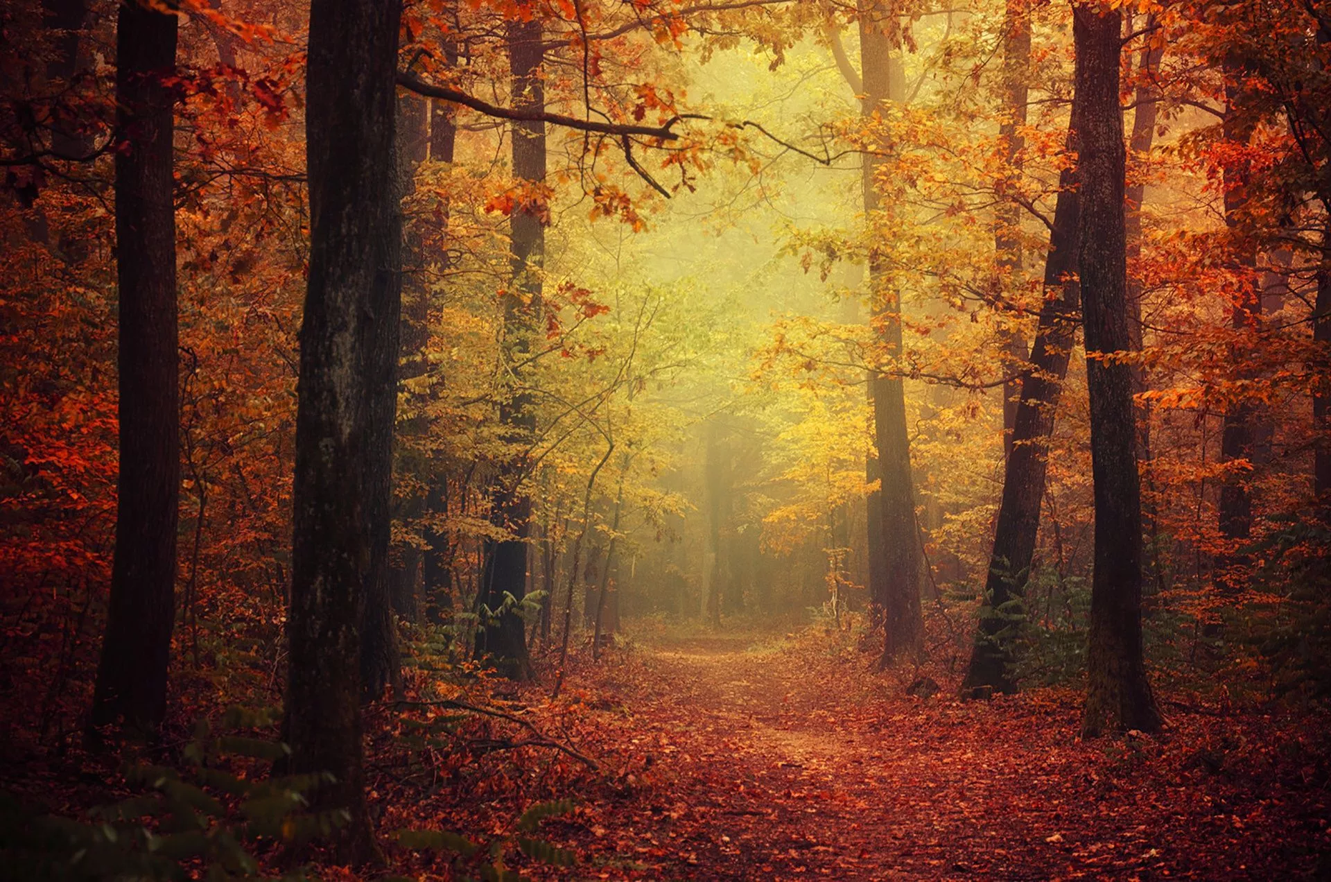 Wallpaper forest, autumn, leaves, fog