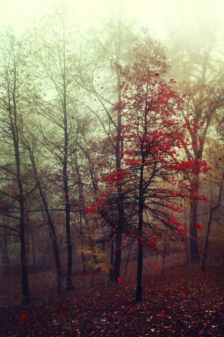 Foggy autumn forest