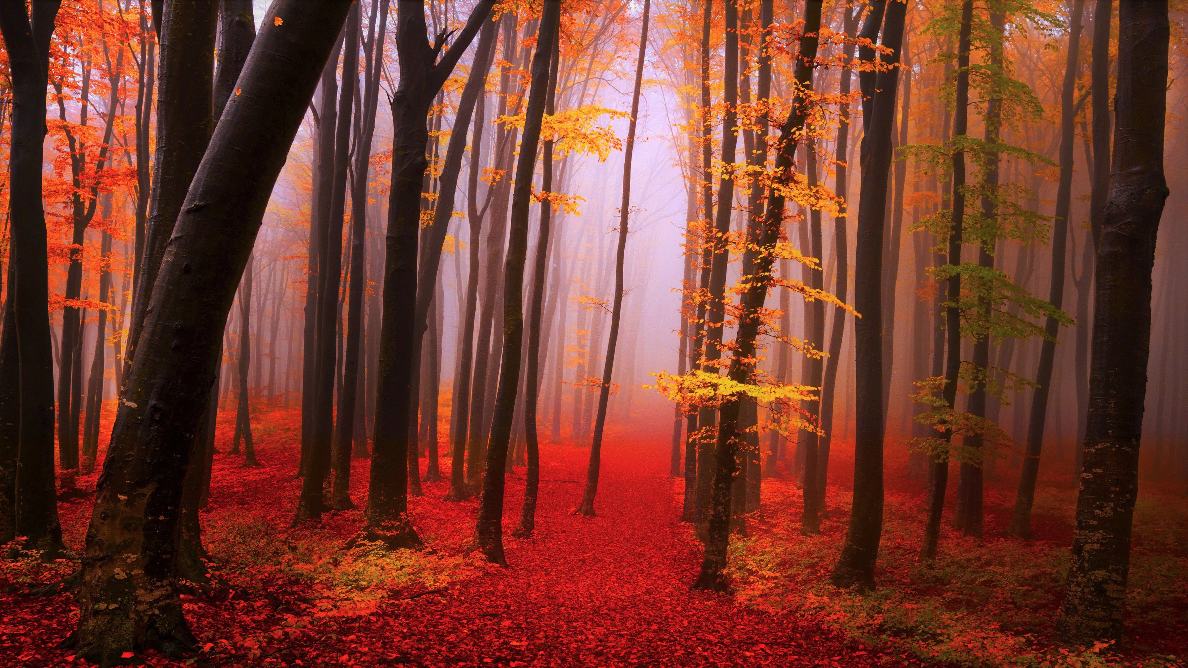 Red Yellow Autumn Leaves Trees Forest