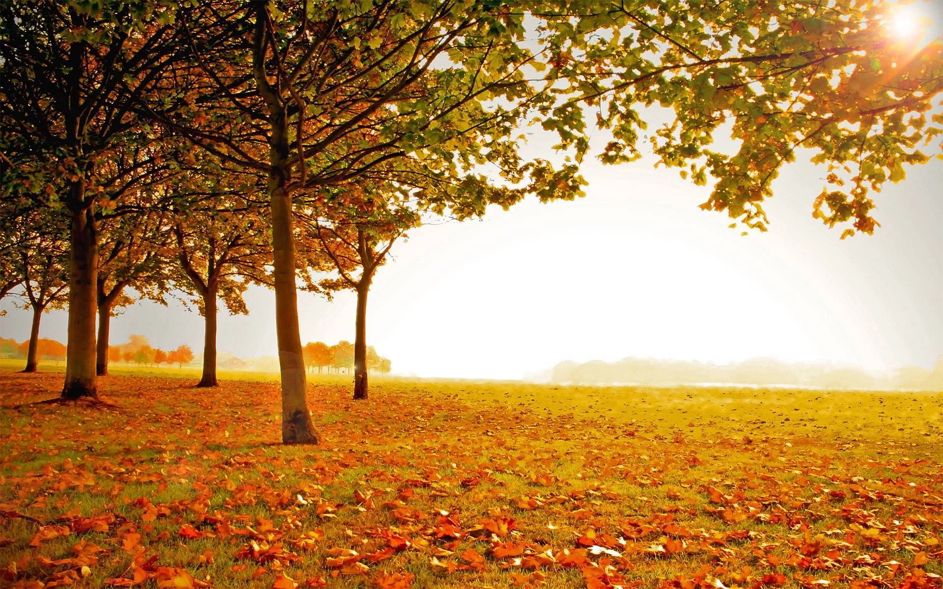 Download Autumn Season Field Wallpaper