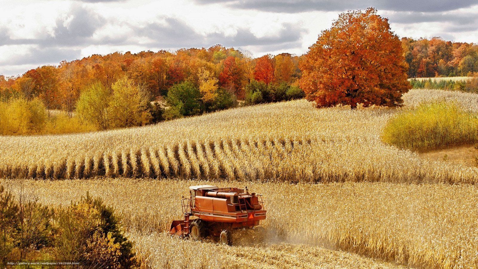 Wallpaper Autumn Field Harvest Desktop