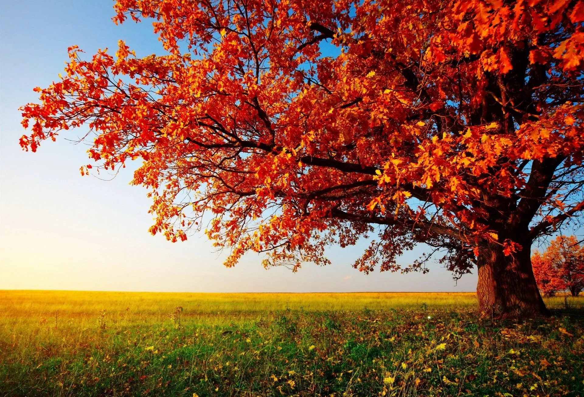 Autumn Bliss HD Wallpaper: Vibrant Tree