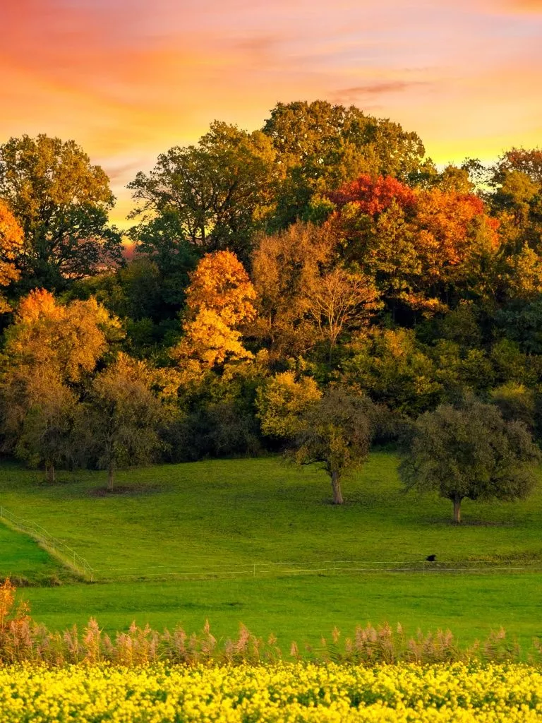 Autumn trees Wallpaper 4K, Sunset