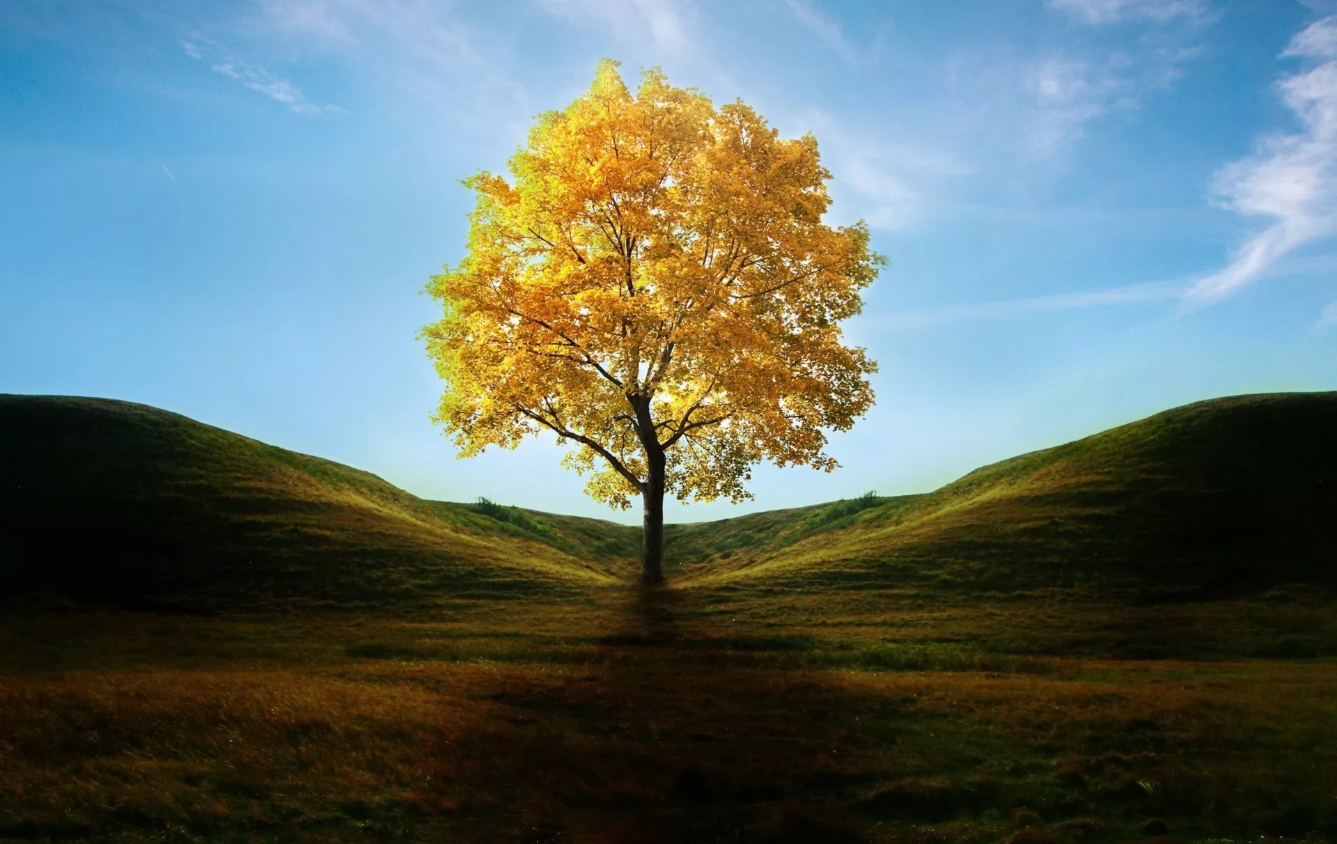 Lone Tree in Autumn Wallpaper