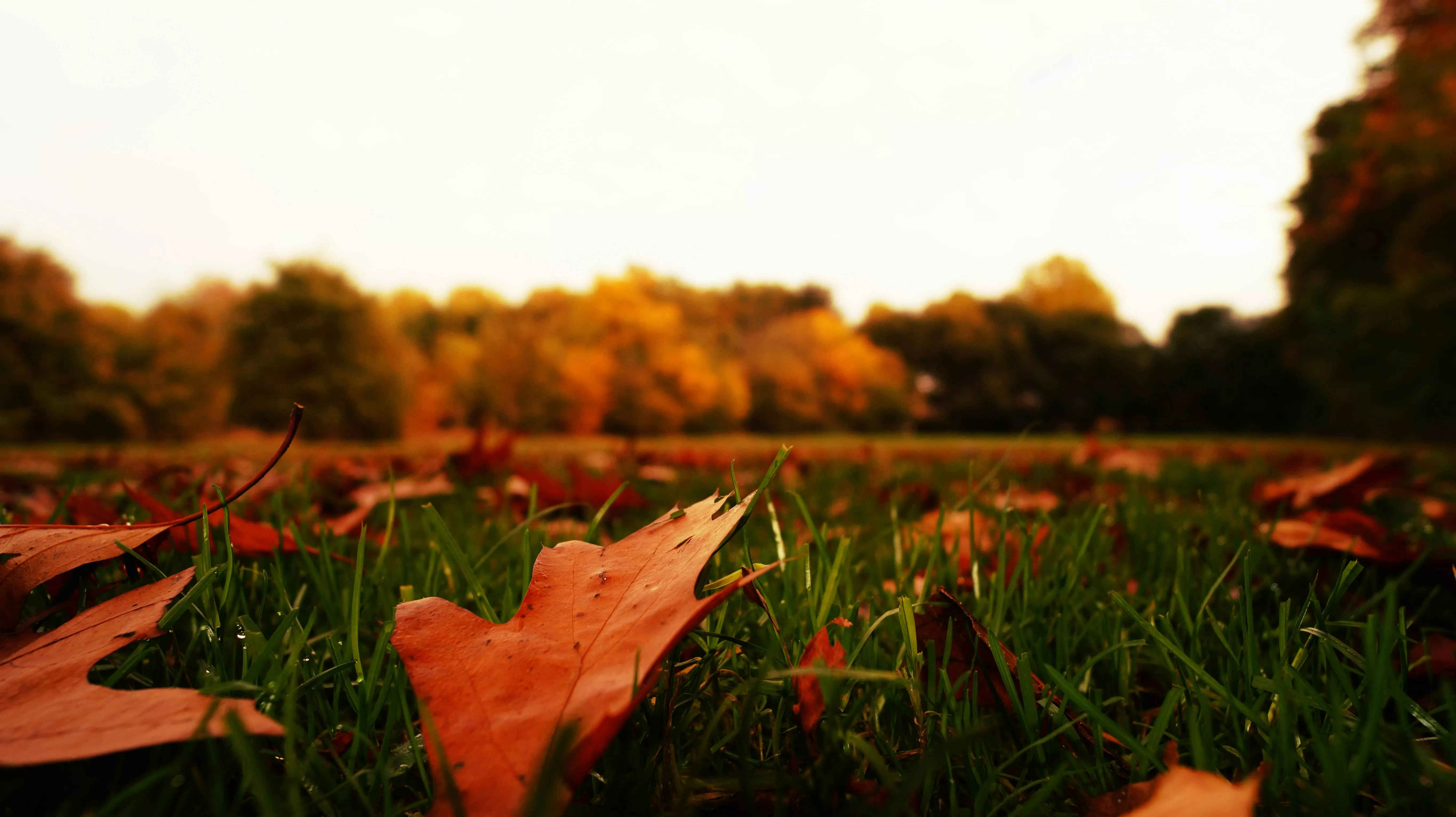 Early Autumn Photo, Download The BEST