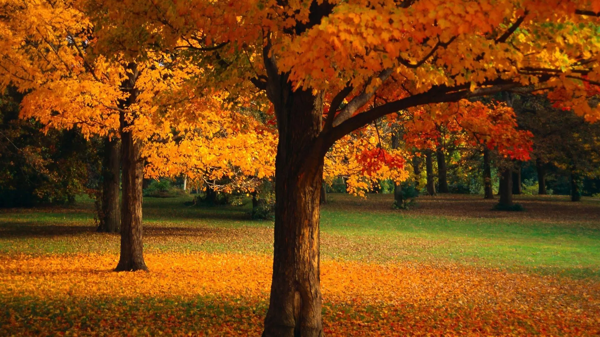 field autumn flowers landscape pumpkins