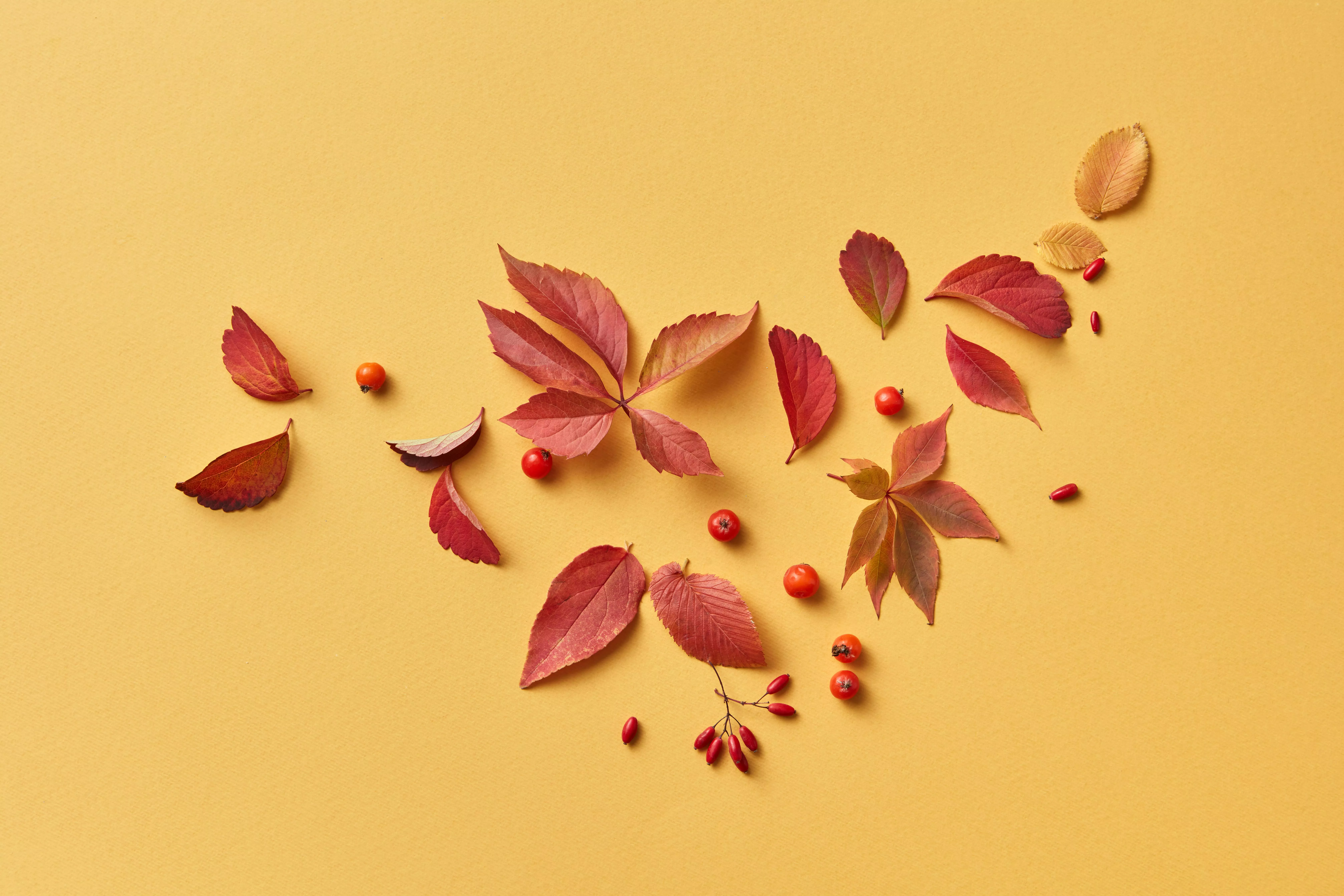 Autumn Leaves on Yellow Background