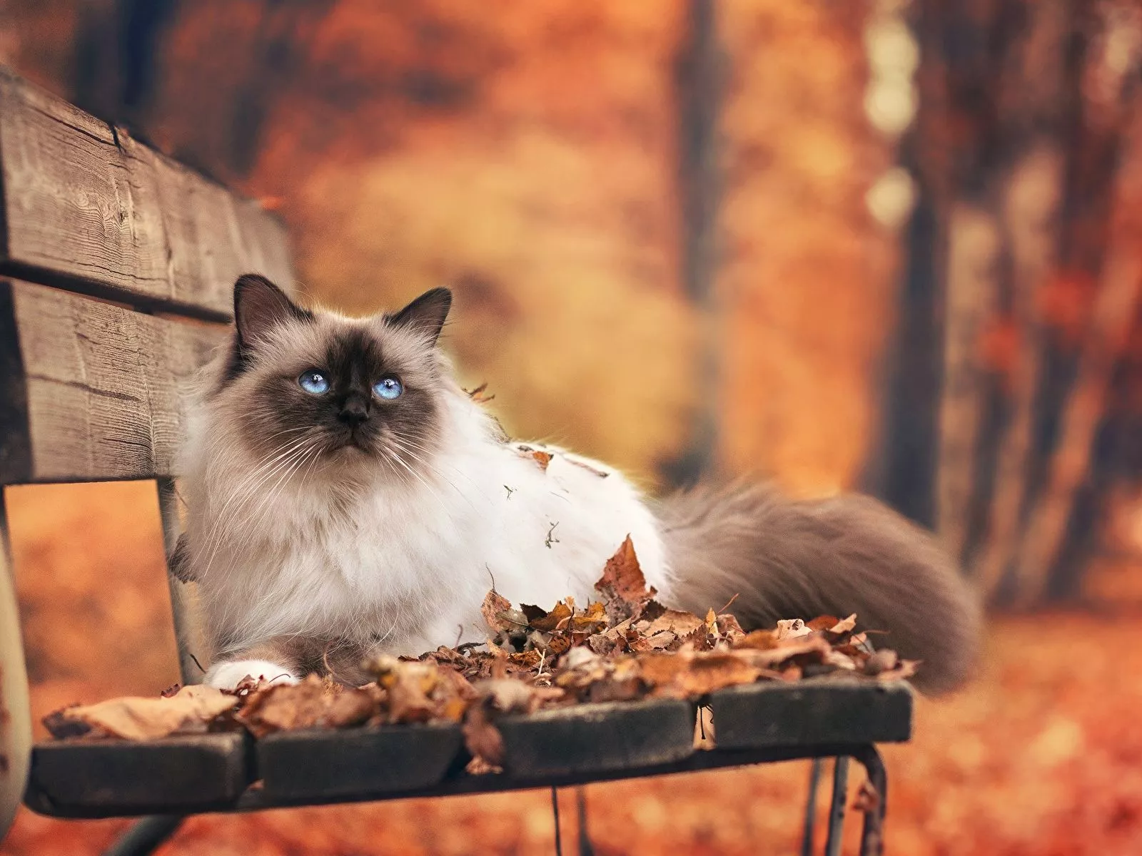 Picture Cats Foliage Autumn Bench