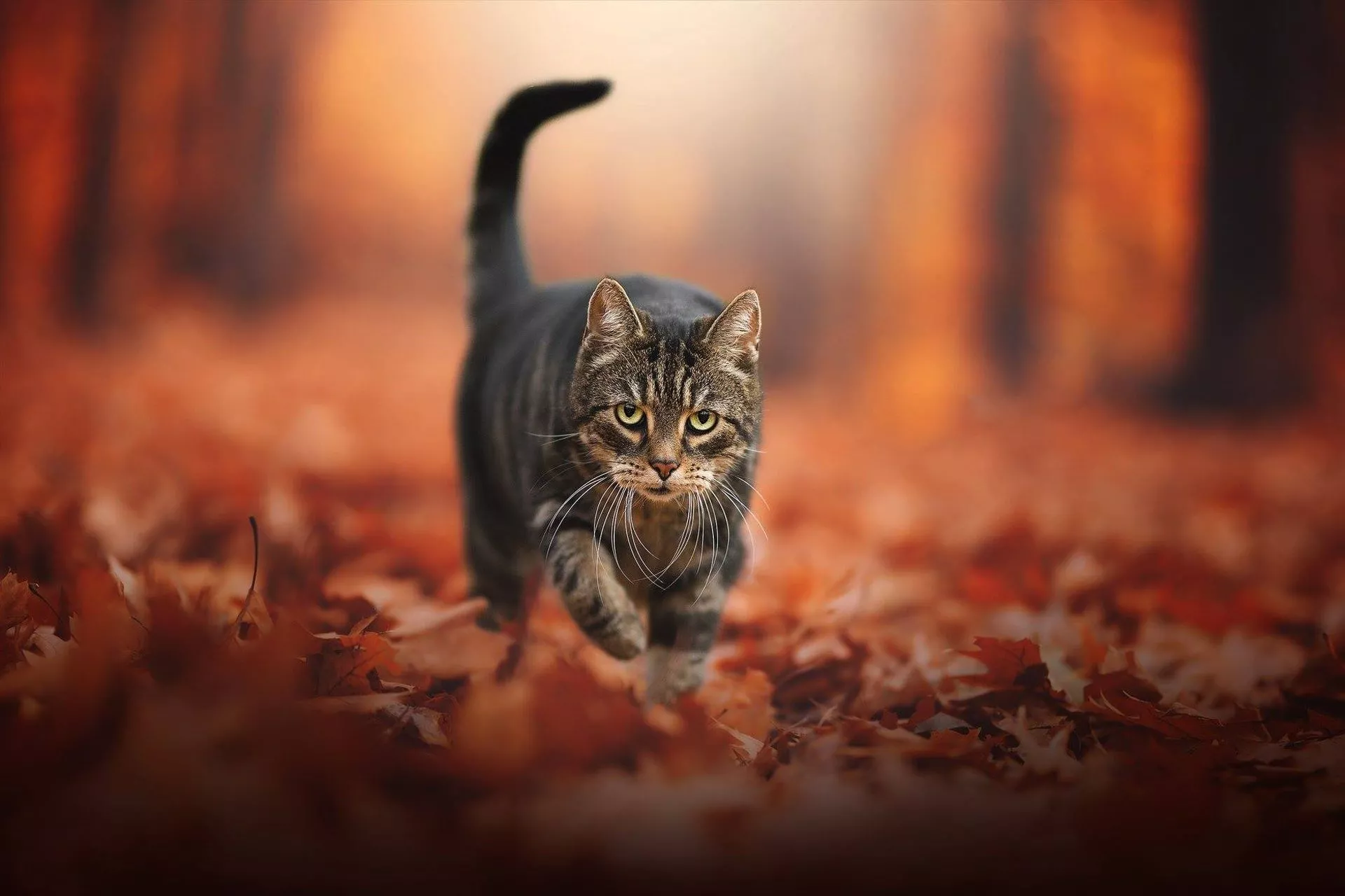 Wallpaper autumn, cat, look, leaves