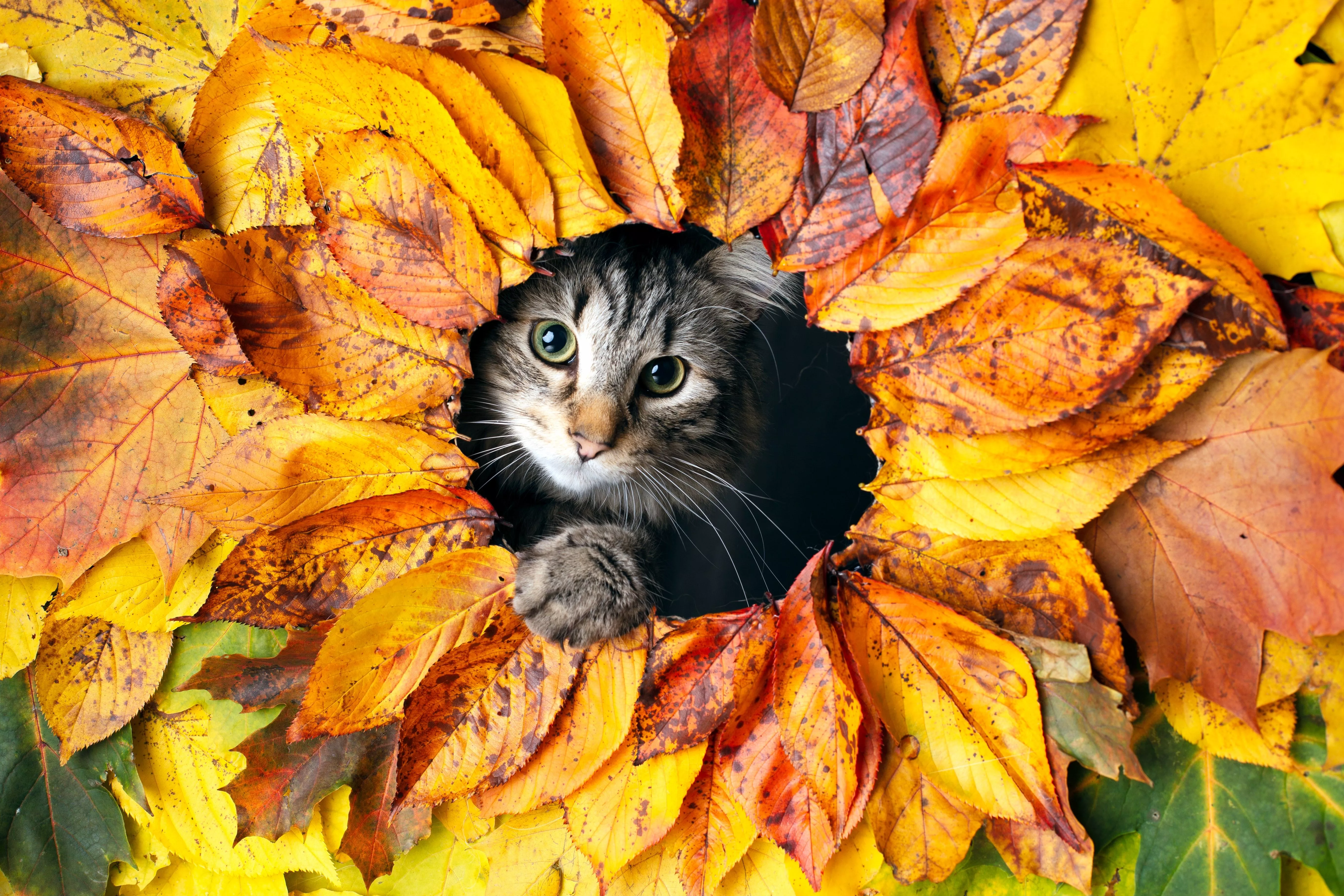 HD desktop wallpaper: Autumn, Pet