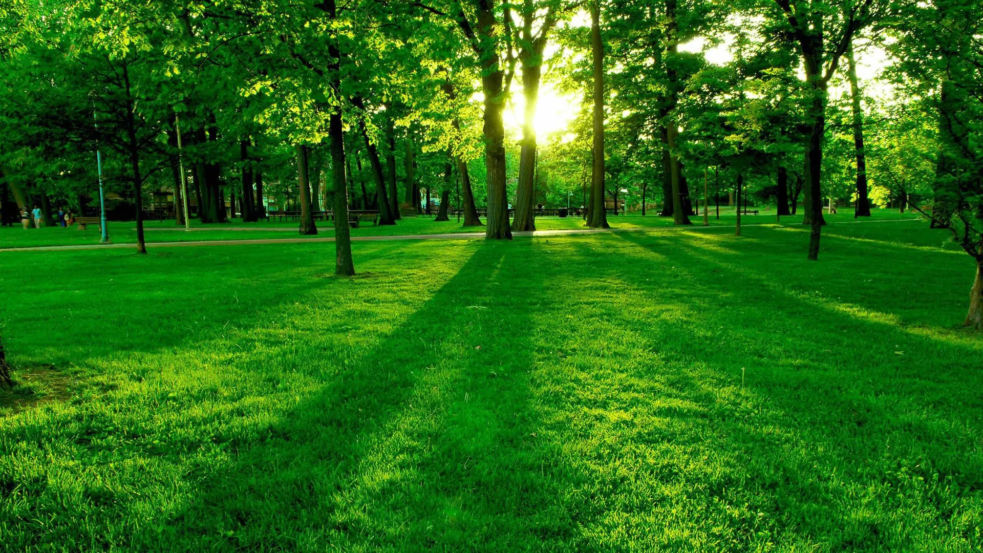 Ultra HD Green Grass Field And Trees