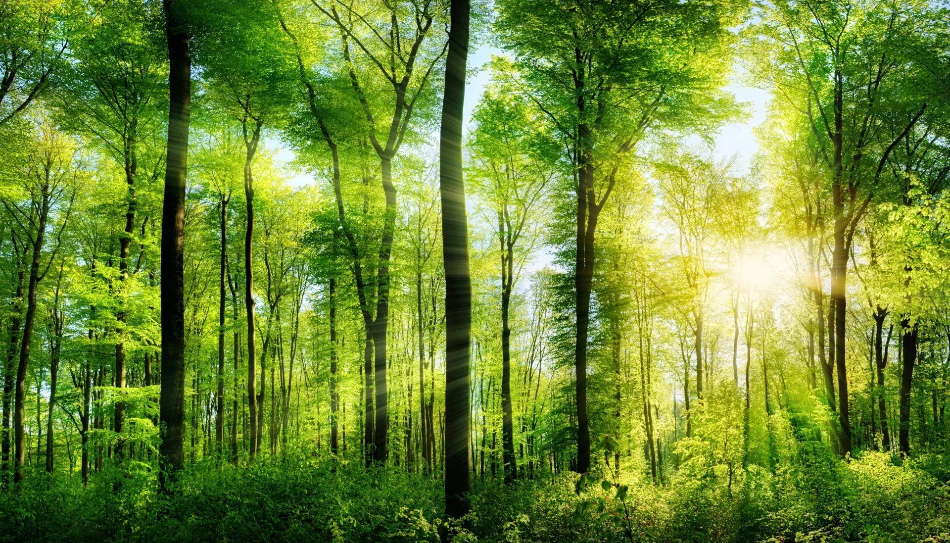 Sunlit Serenity: A 4K Ultra HD Wallpaper of Lush Forest Greenery