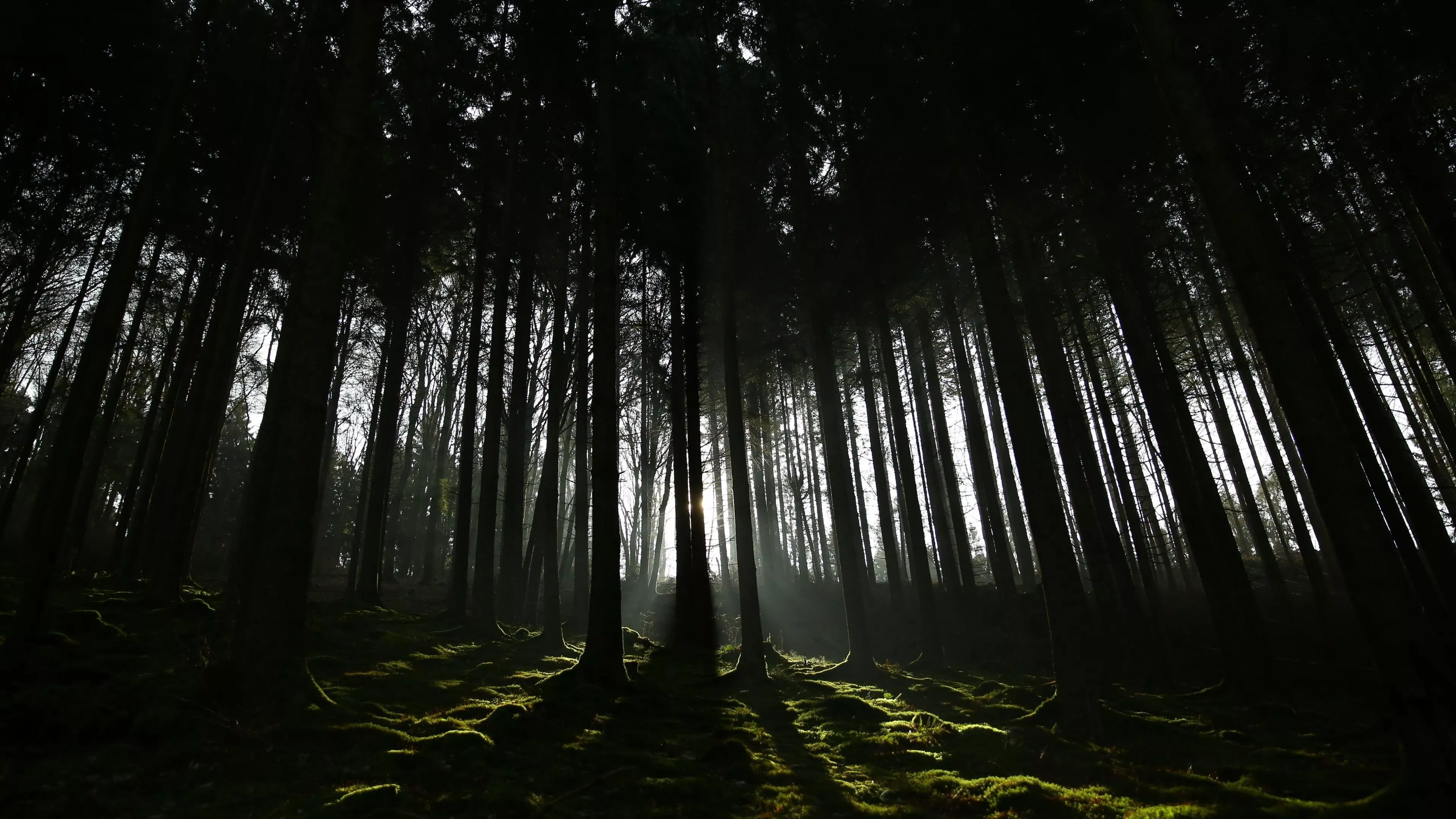 Dark Shadow Sunrays Forest 4K HD Dark Wallpaper